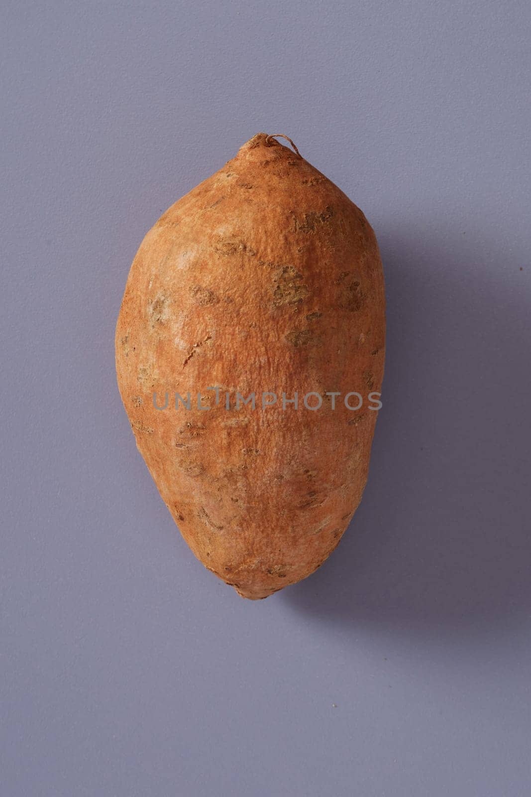 Single healthy fresh raw whole sweet potato or yam lying on a grey background with copy space