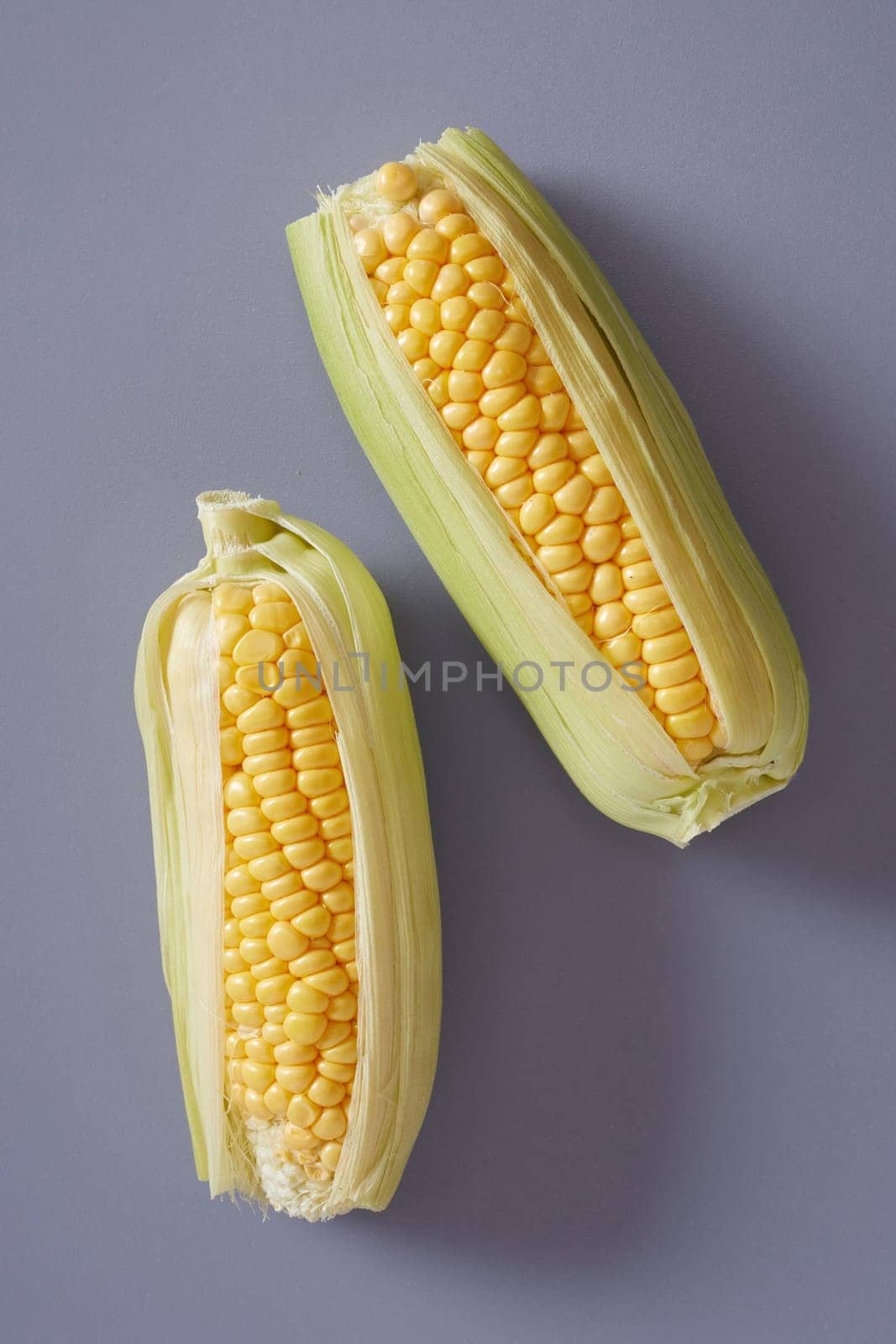 Two fresh corn on the cob, maize or sweet corn with outer leaves on a grey background