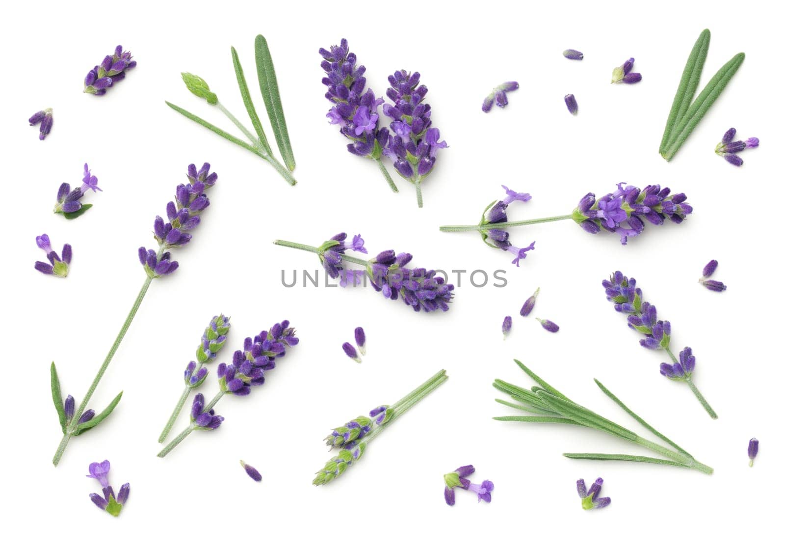 Lavender flowers isolated on white background. Top view, flat lay