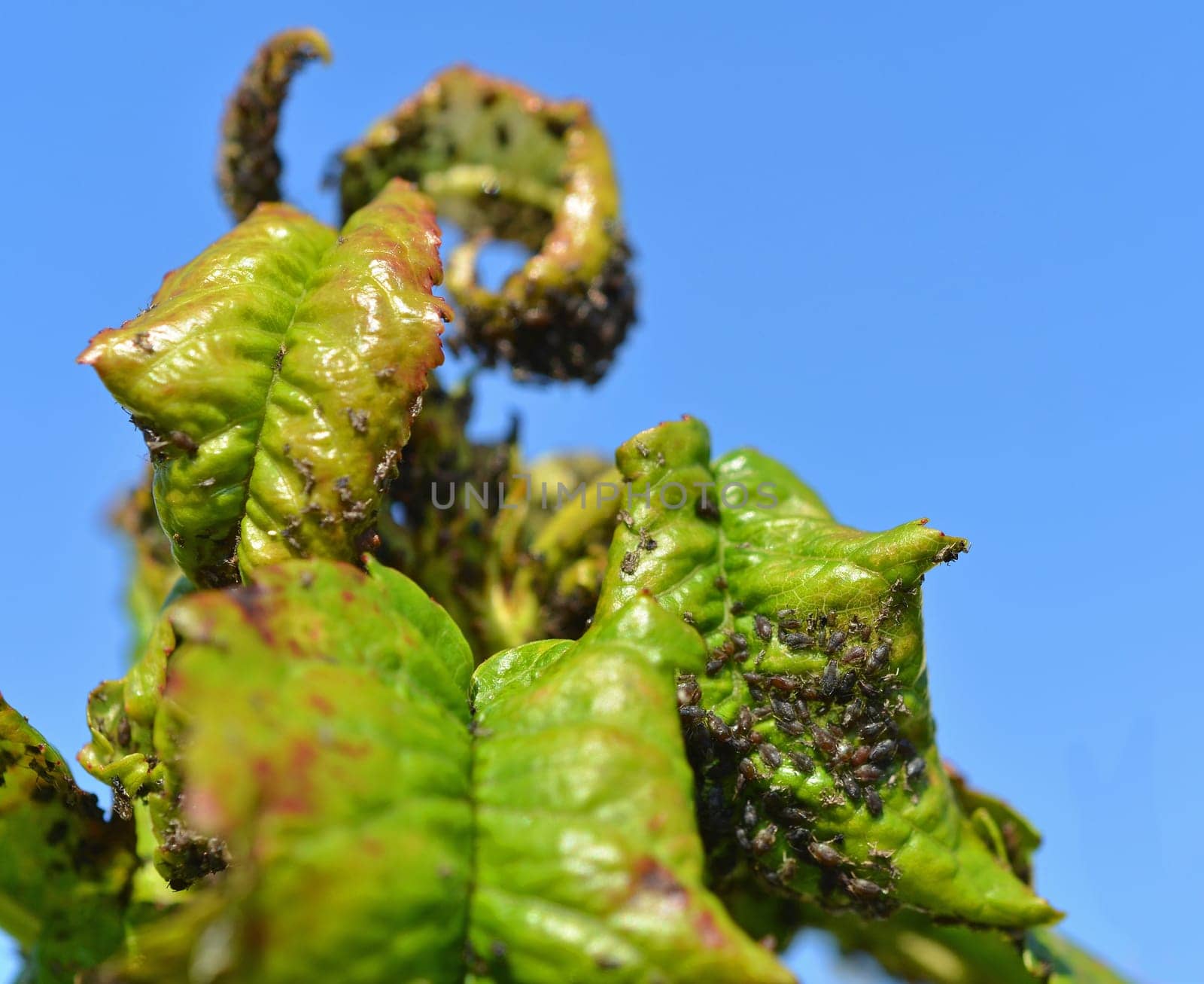 Aphis