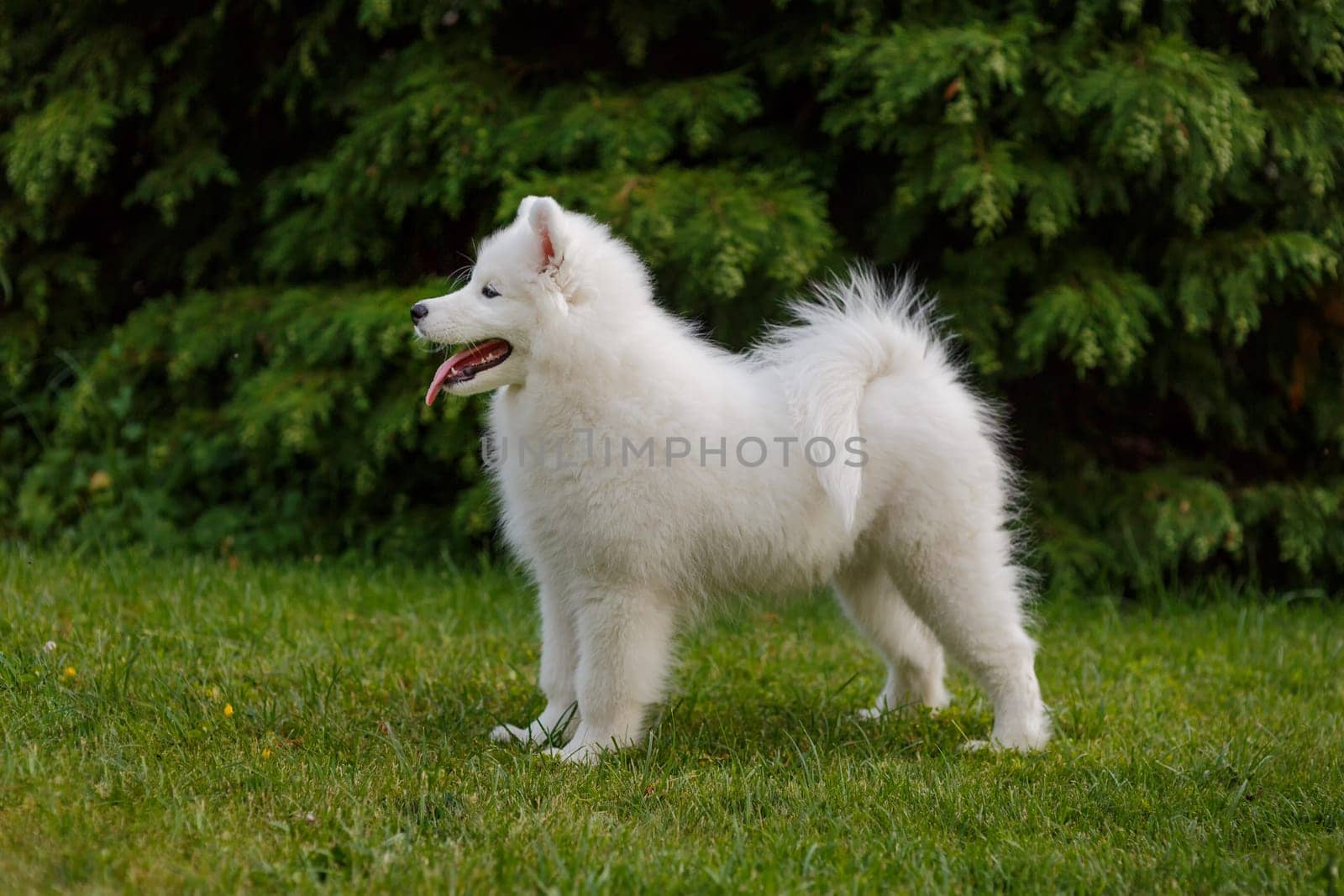 White puppy of samoyed husky standing in rack on green grass