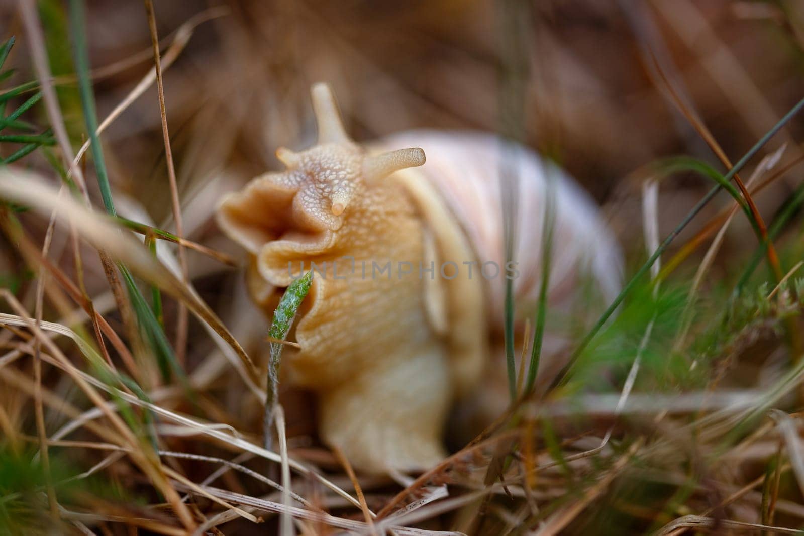 Snail close-up in vivo eats grass, local focus