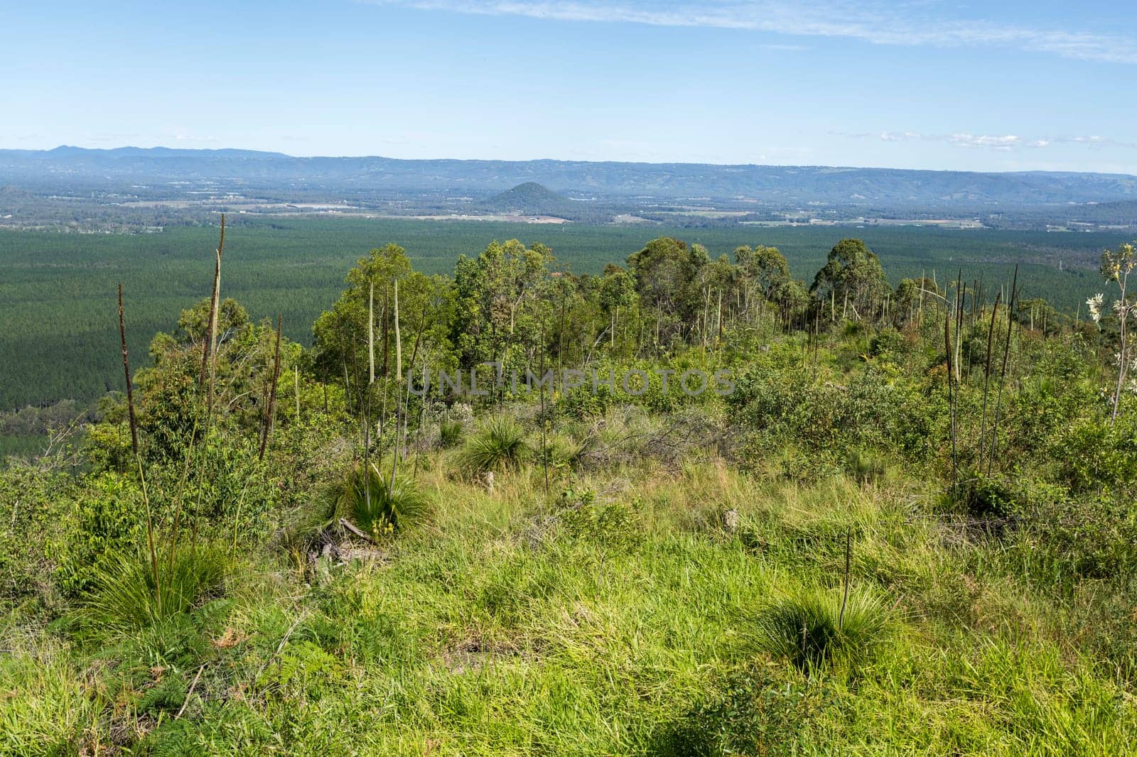 View from the summit of Mount Beerburrum with a number of native Grasstree, Xanthorrhoea latifolia with flowers, in the foreground, Glass House Mountains, Australia