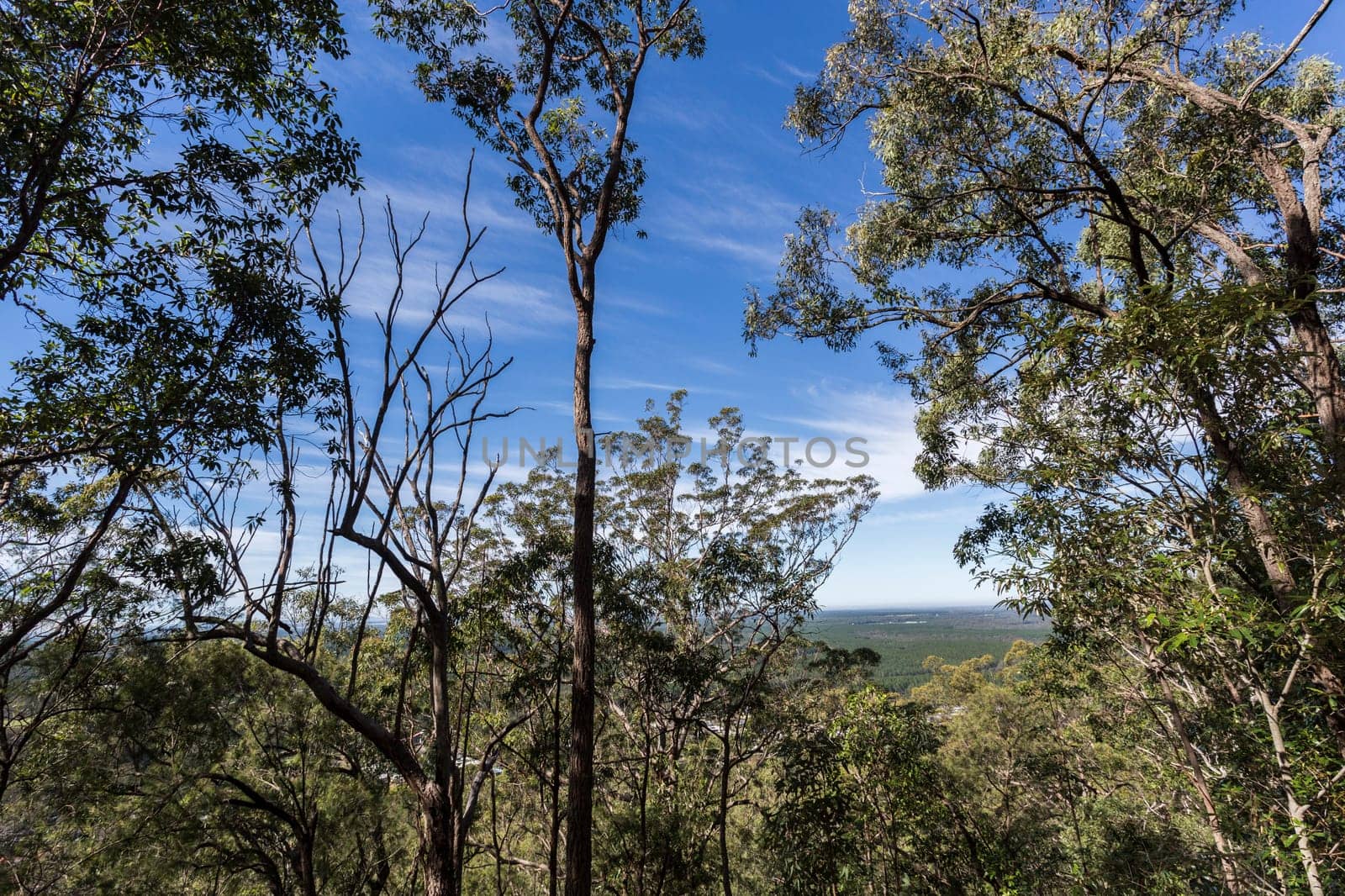 Mount Beerburrum, at 280m, is the fourth highest peak in the Glass House Mountains. Very steep Walk through scribbly gum Eucalyptus racemosa woodland and rough-barked Angophora woodsiana woodland.