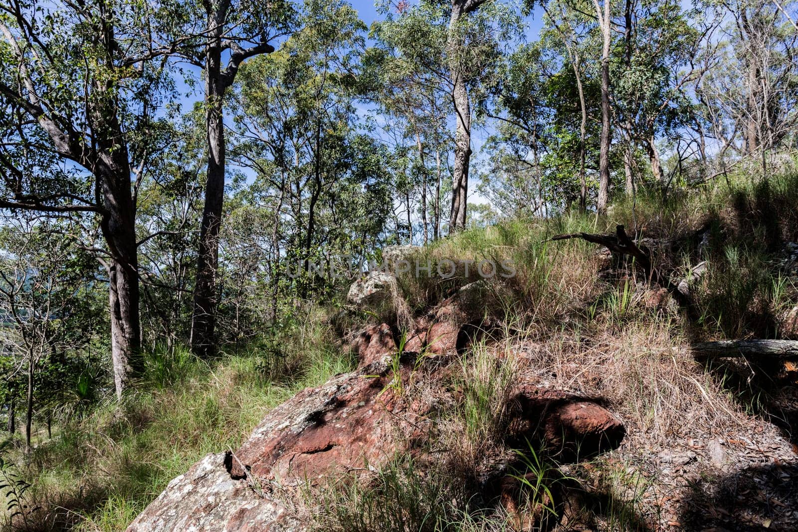 Mount Beerburrum is the fourth highest peak in the Glass House Mountains. Kagaroo grass Thermeda triandra and flat-leaved grasstree Xanthorrhoea latifolia feature in the woodland understorey.