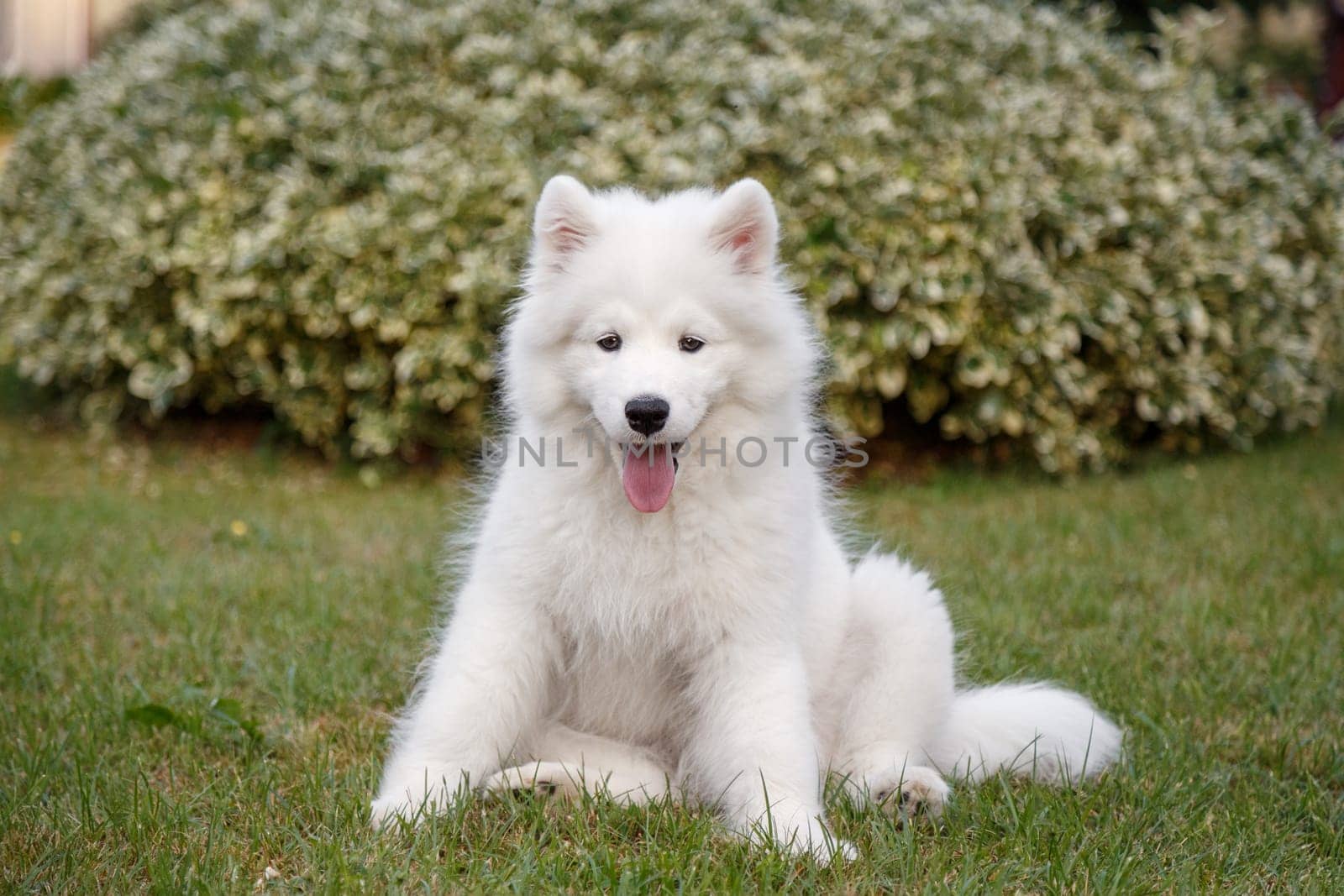 White puppy Samoyed husky sitting on a green lawn