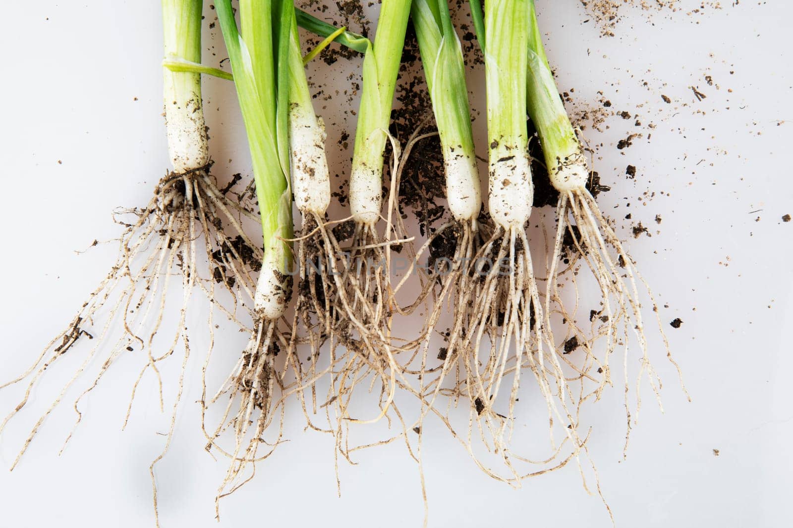 Spring onions with roots and dirt, freshly picked from the ground.