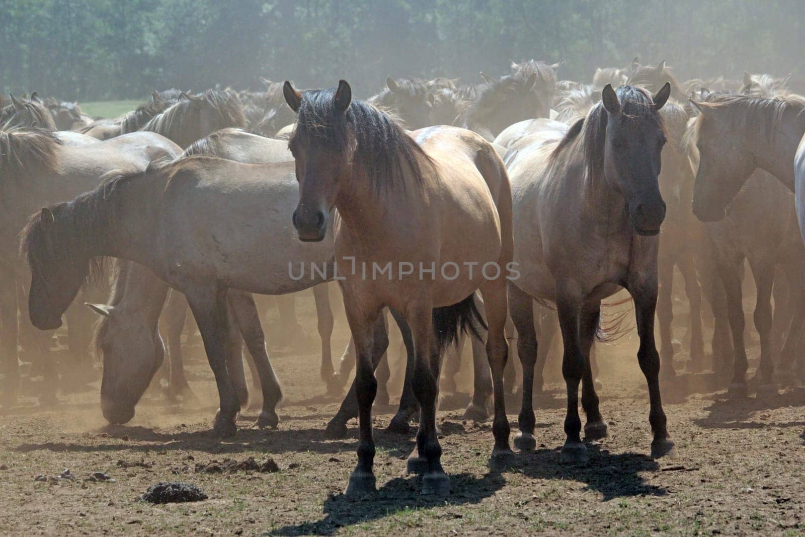 wild horses in Dülmen (Germany)