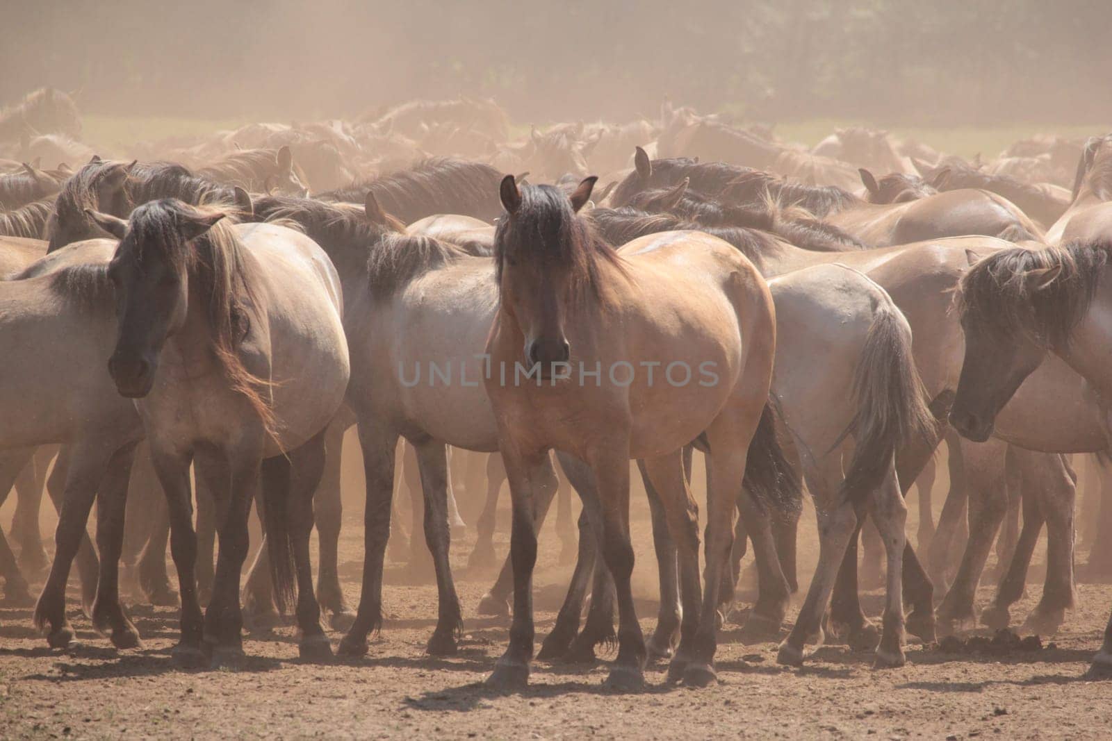 wild horses in Dülmen (Germany)