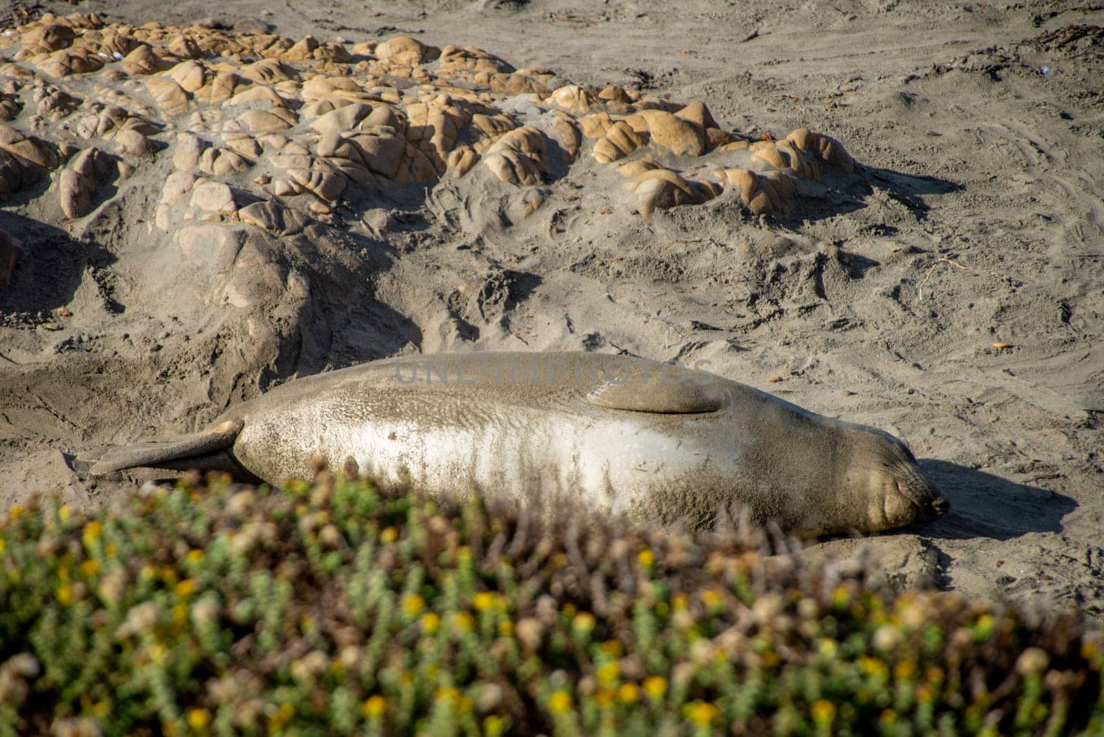 Elephant seals resting on the beach in California