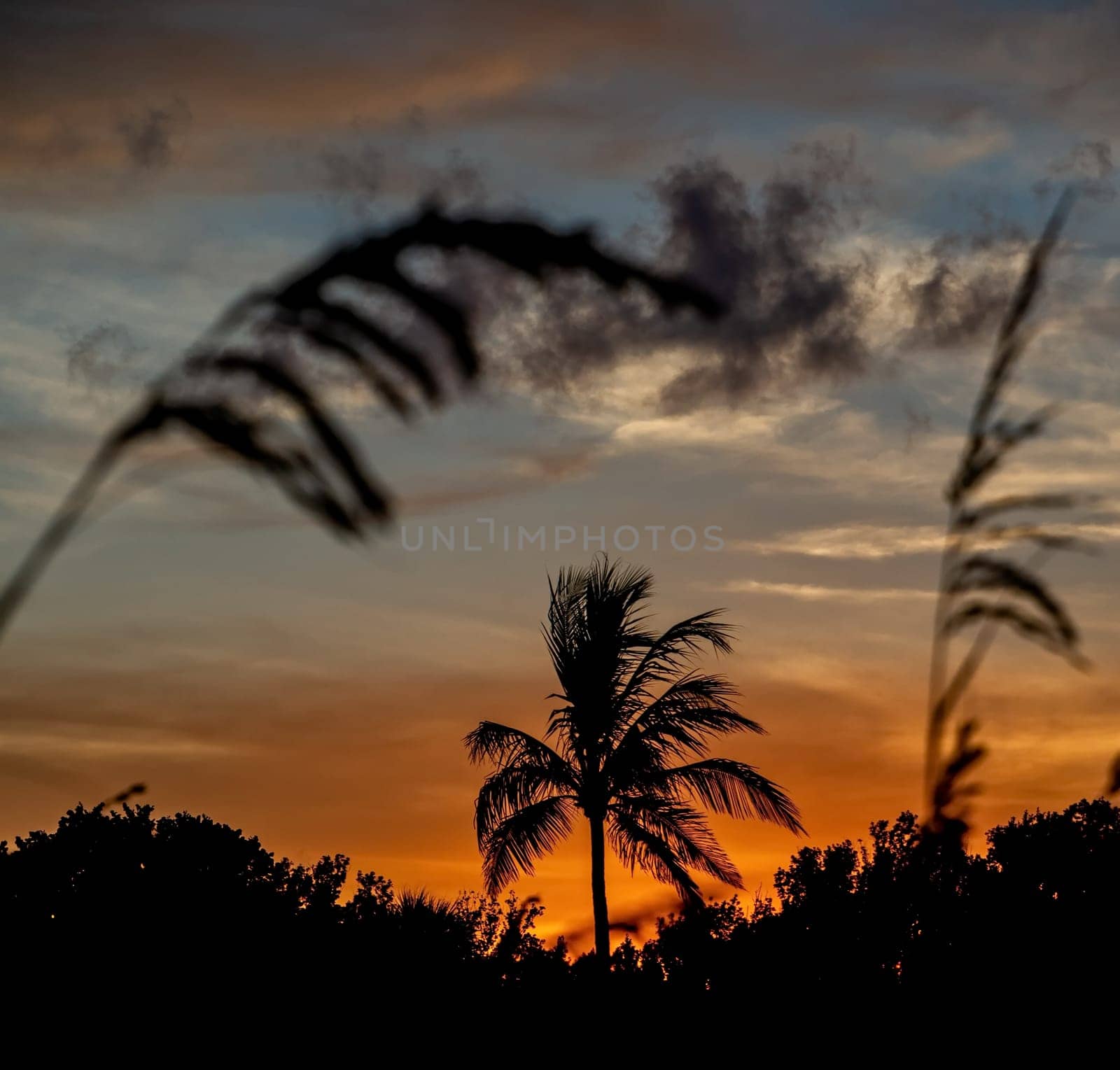 Silhouette coconut palm trees on beach