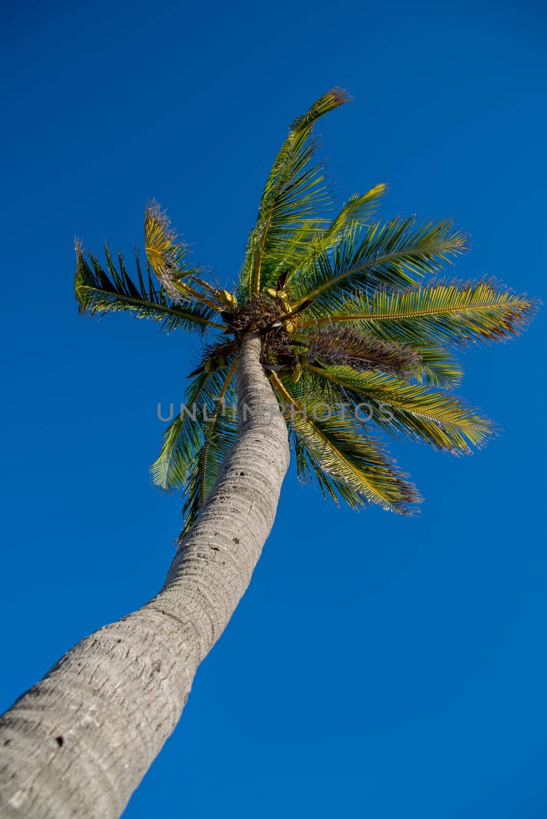 Palm tree and blue sky from low angle