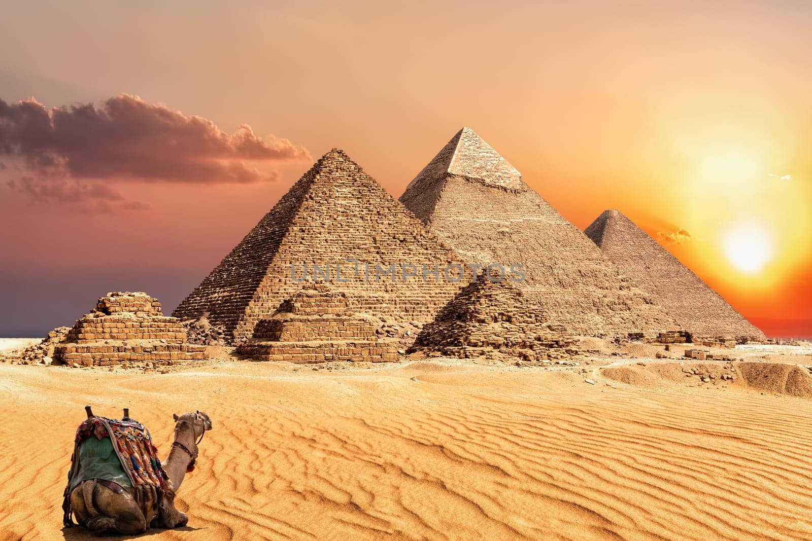 A camel watching the sunset in the desert near the Pyramids of Giza, Egypt.