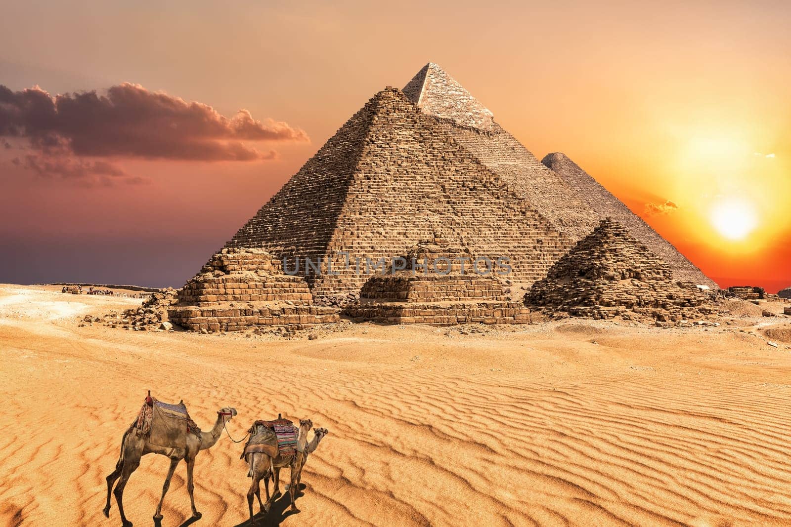 Camel caravan near the Giza Pyramids of Egypt.