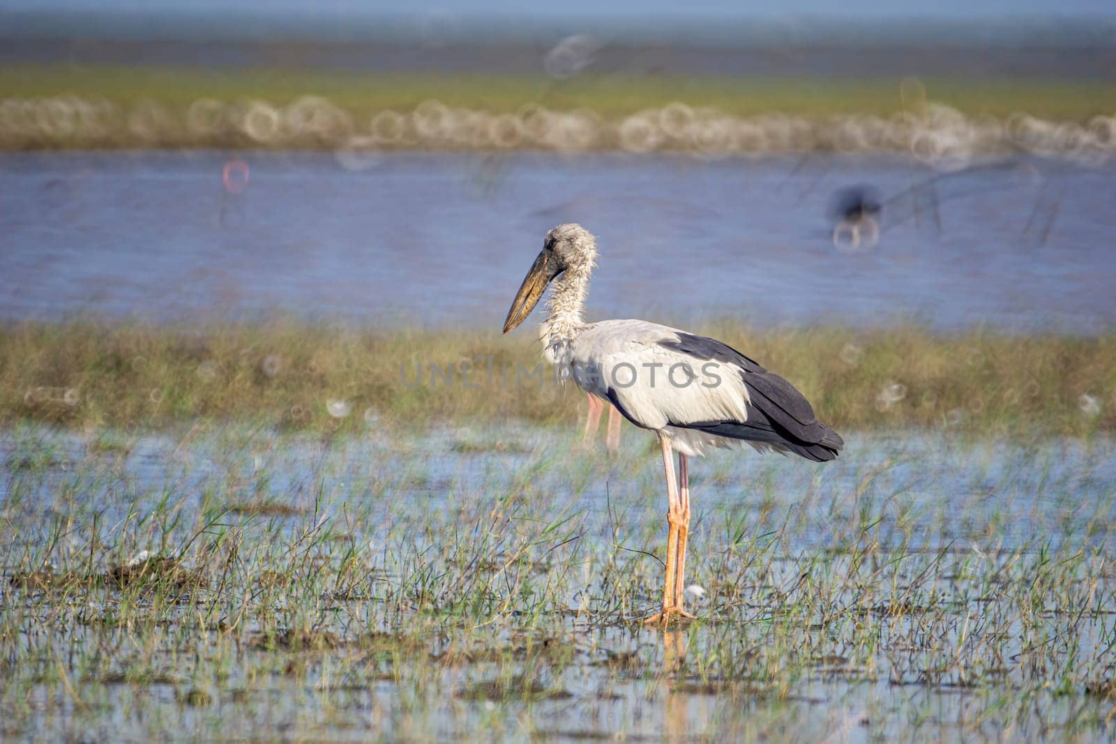 Birds live and swim in freshwater lakes, local birds in the world wetlands (Ramsa site).