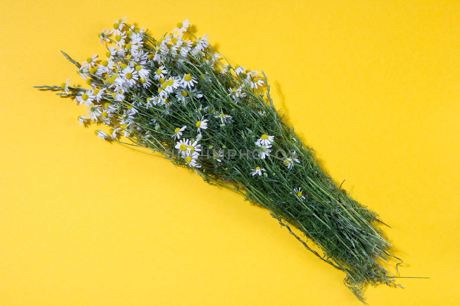 Bouquet of Freshly Picked Camomile Flowers On Yellow Background