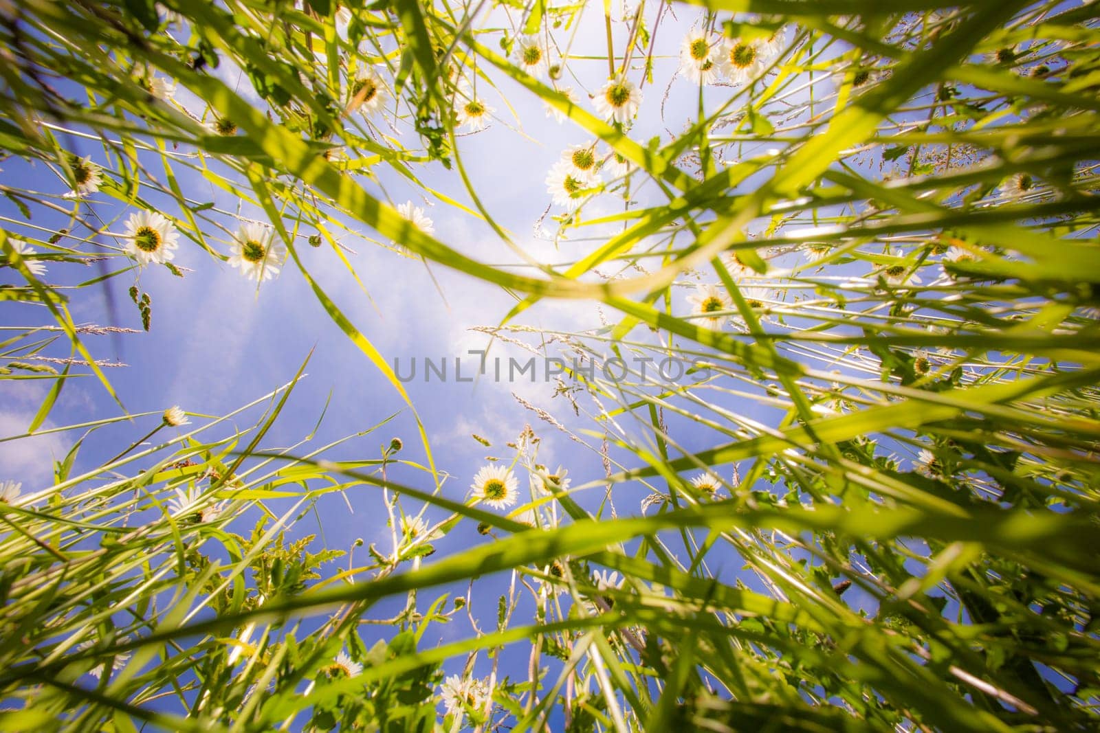 Close up of grass from the ground. Grass view from below
