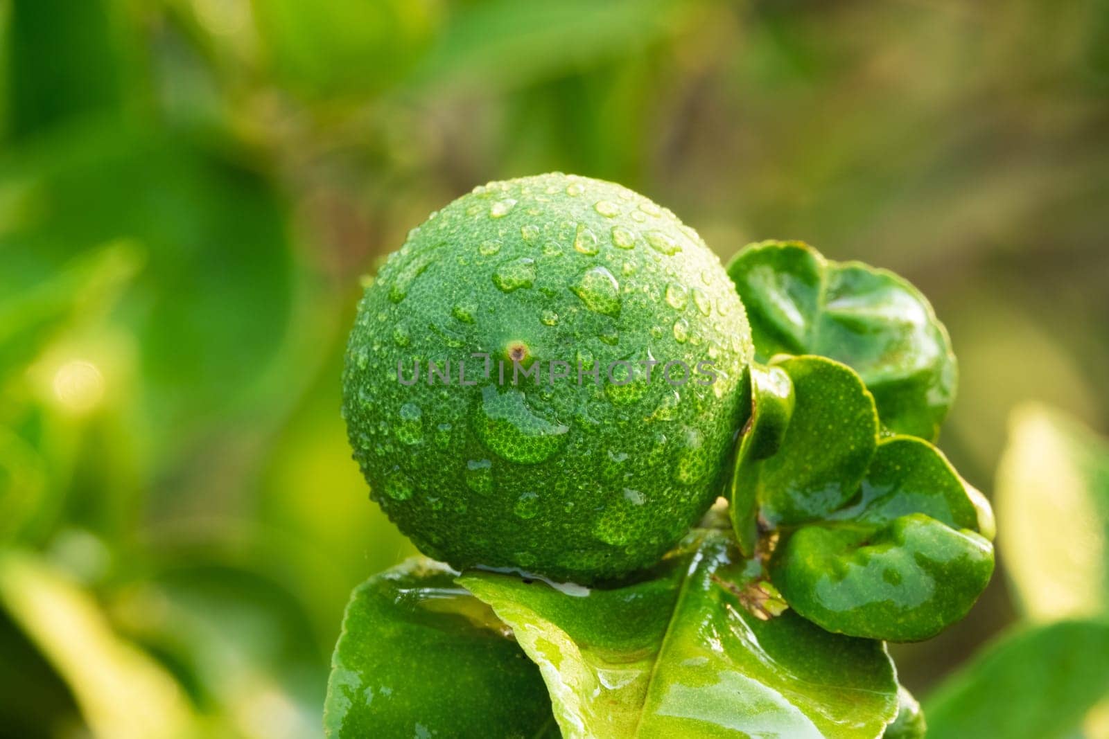 Lime On Tree, close up of tropical citrus fruit with water drops