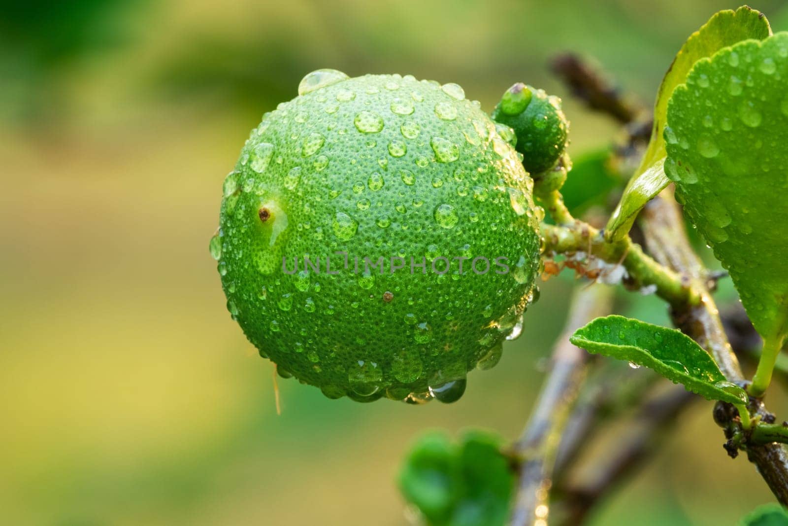 Lime On Tree, close up of tropical citrus fruit with water drops