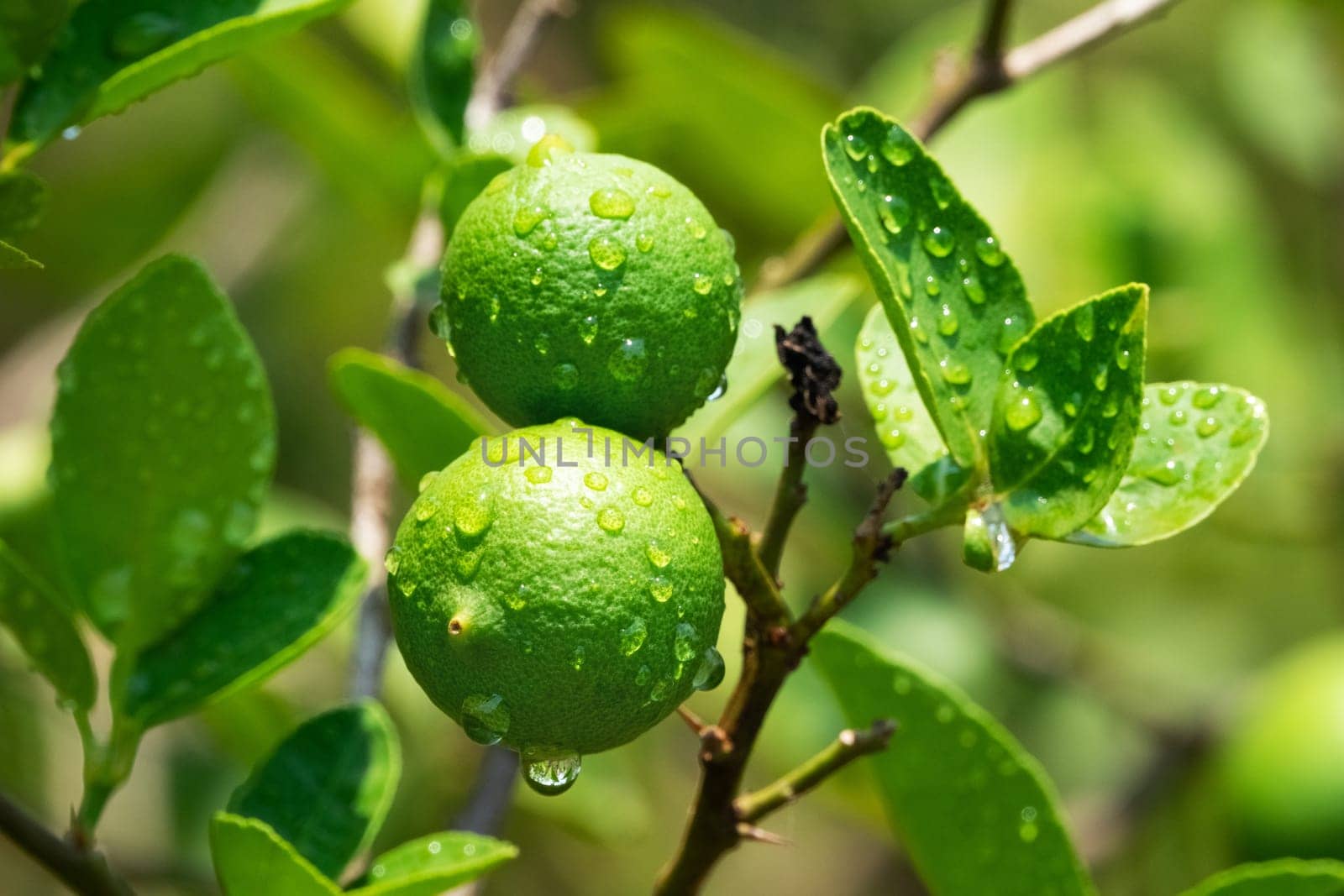 Lime On Tree, close up of tropical citrus fruit with water drops