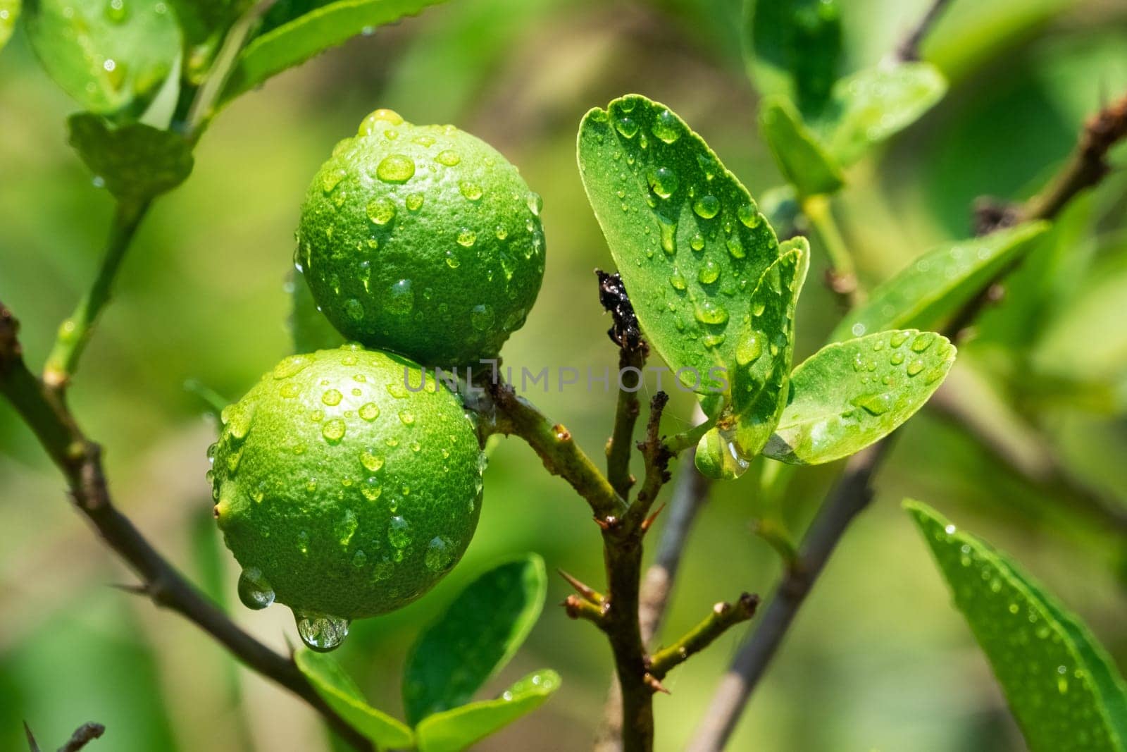 Lime On Tree, close up of tropical citrus fruit with water drops