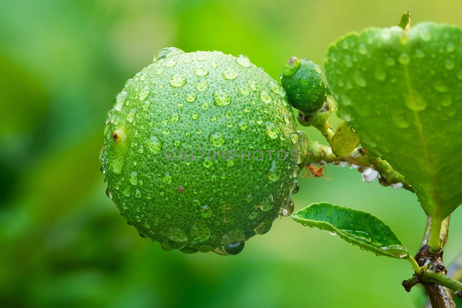 Lime On Tree, close up of tropical citrus fruit with water drops