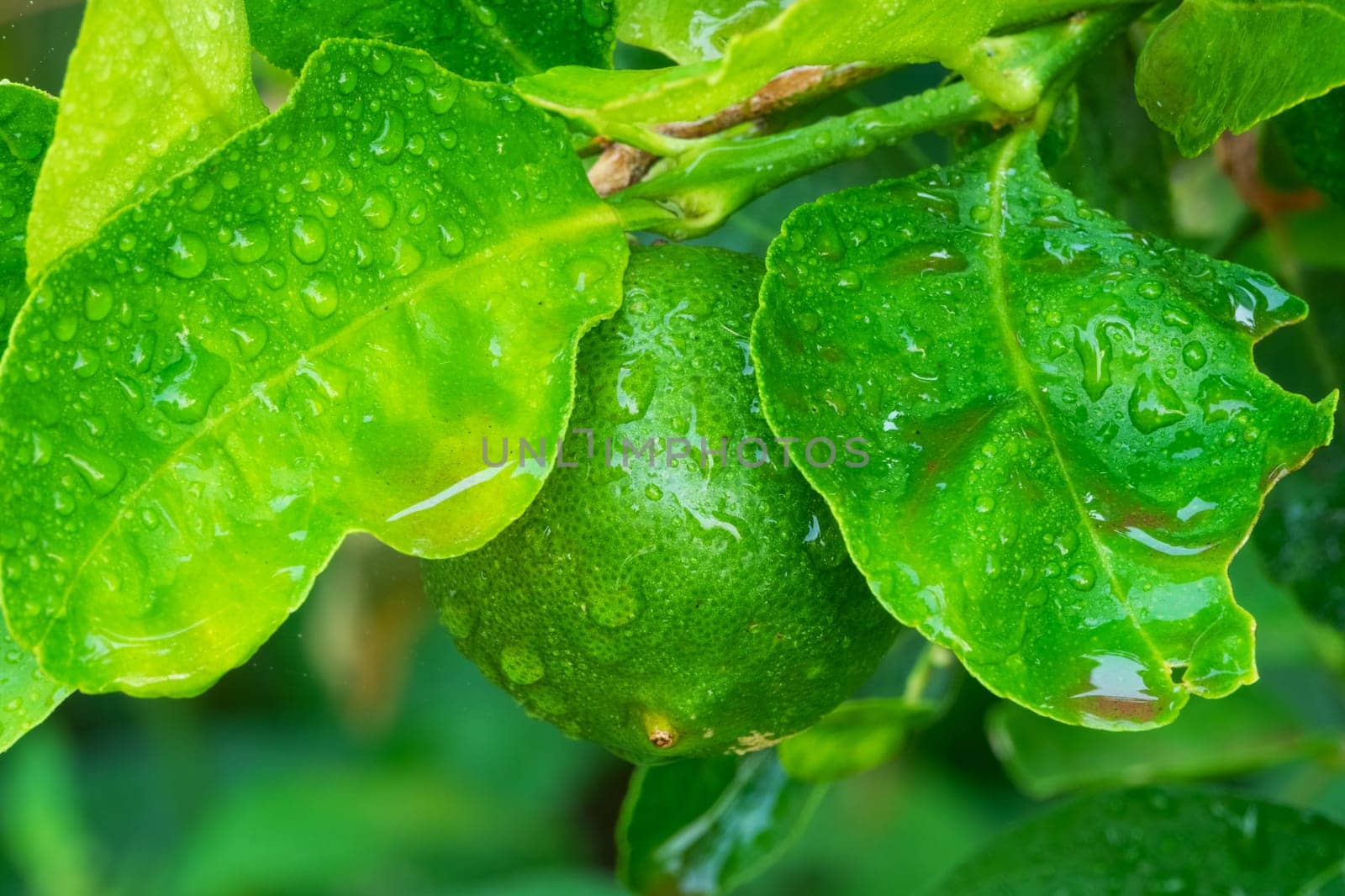 Lime On Tree, close up of tropical citrus fruit with water drops