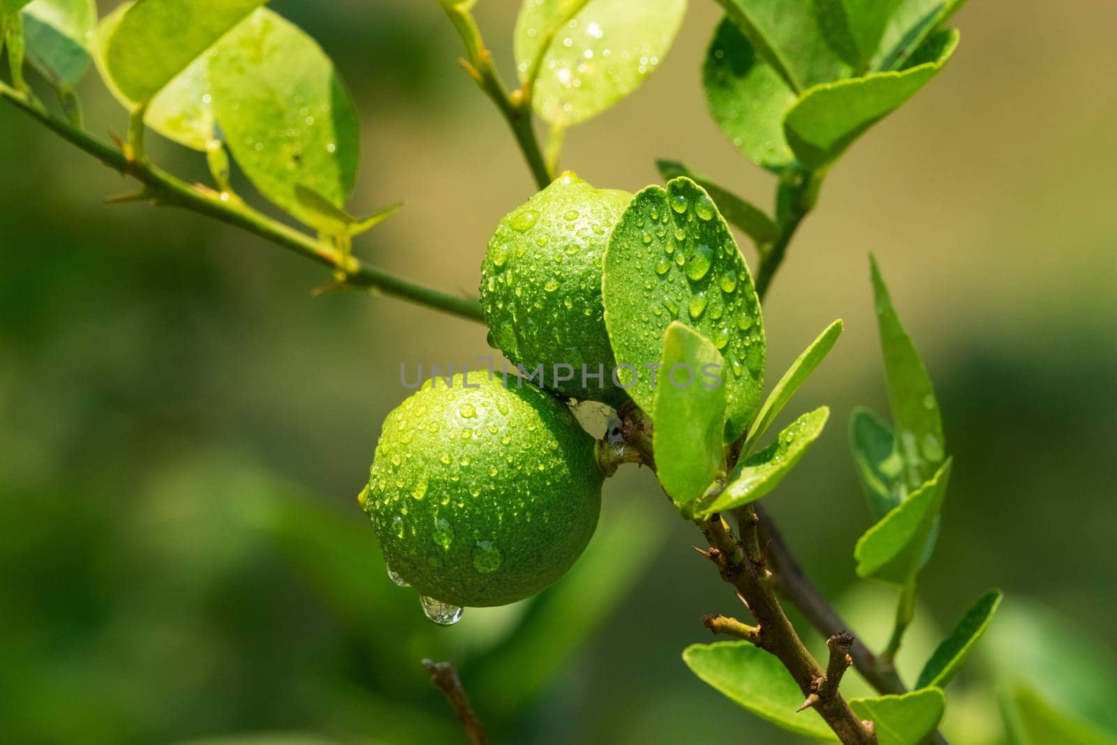 Lime On Tree, close up of tropical citrus fruit with water drops