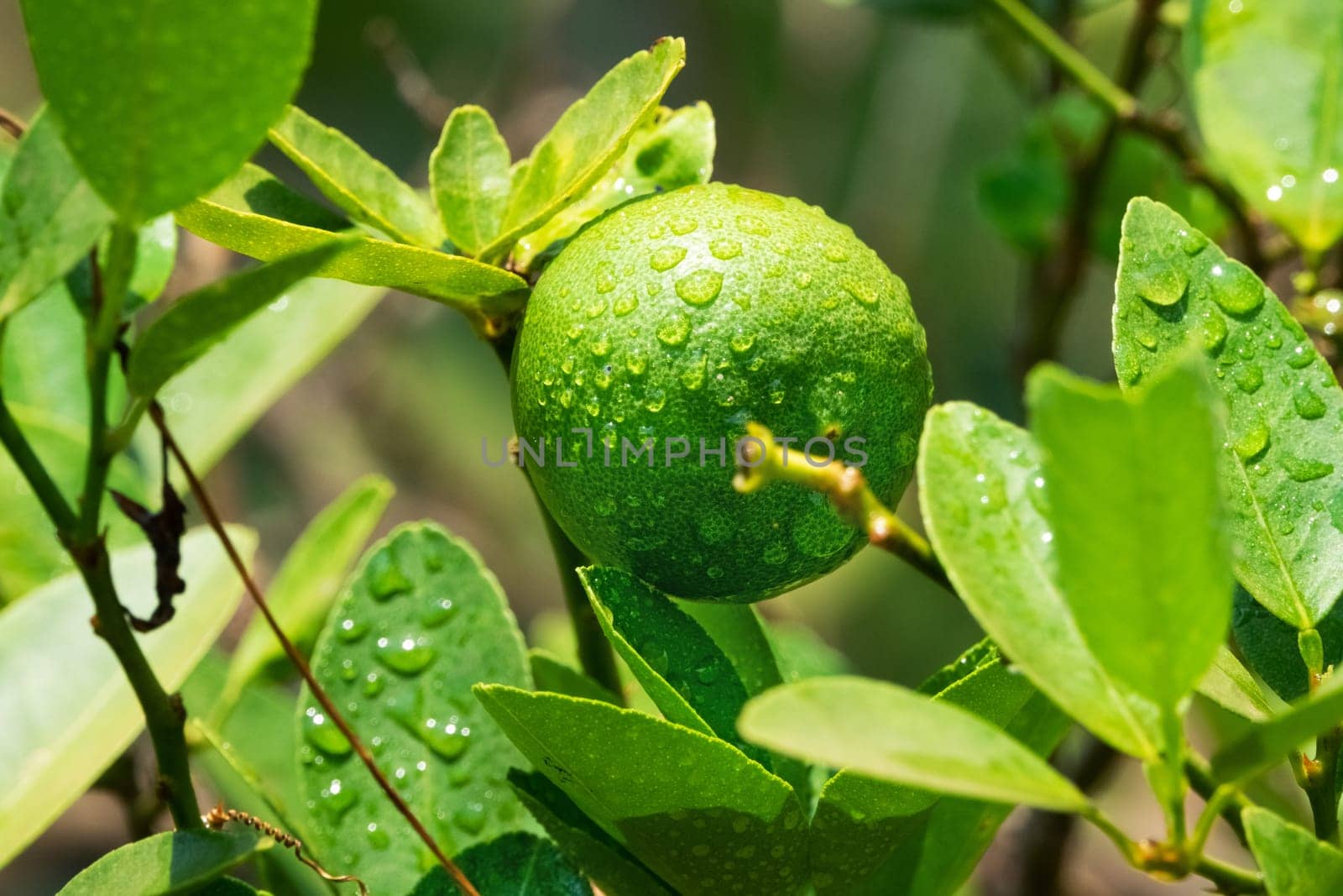 Lime On Tree, close up of tropical citrus fruit with water drops