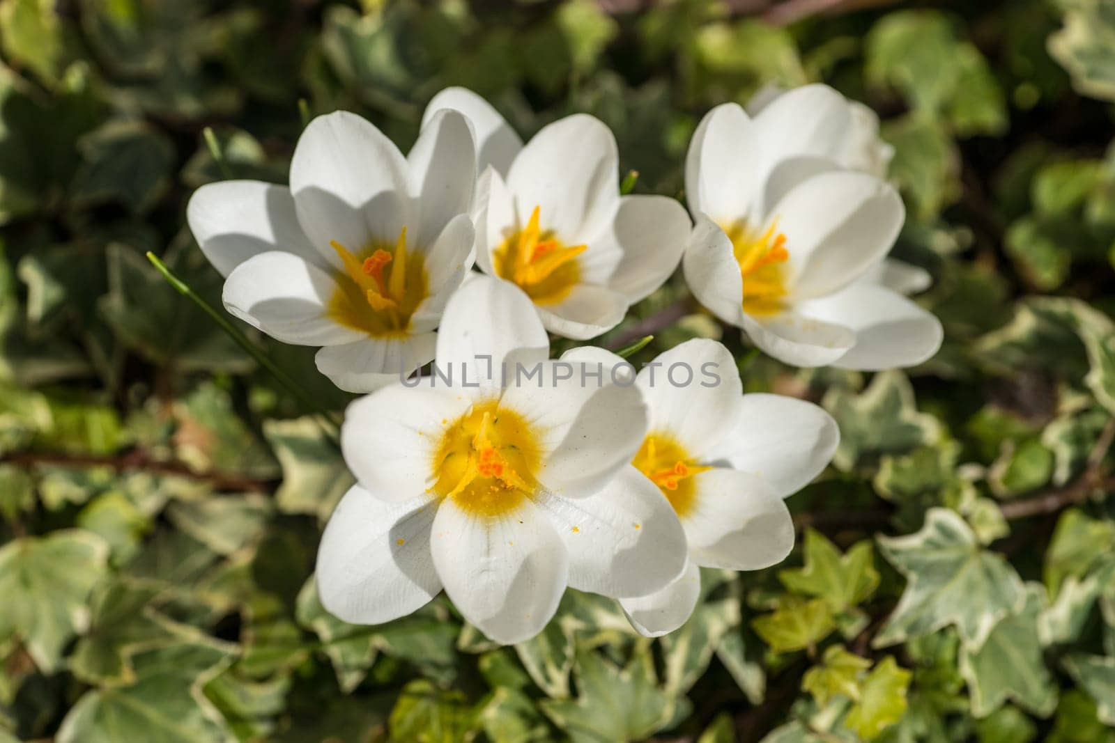 spring has come, anemones and crocuses in full bloom with bright yellow and white color
