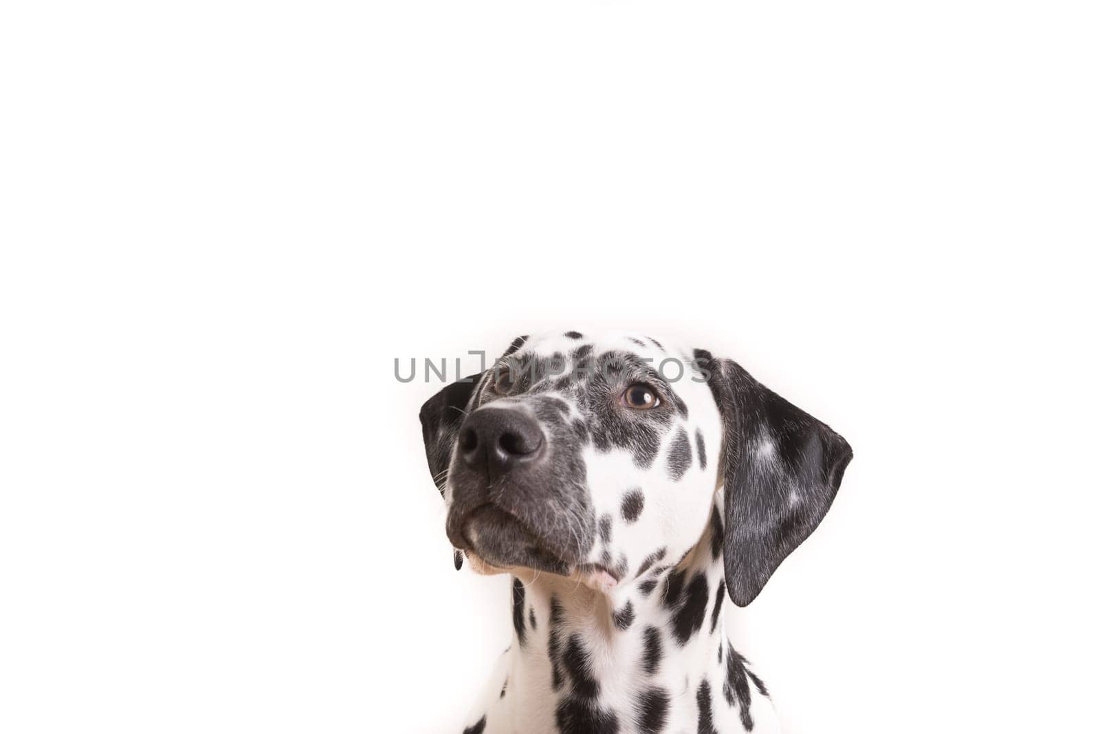 Headshot of a young Dalmatian dog isolated on white background