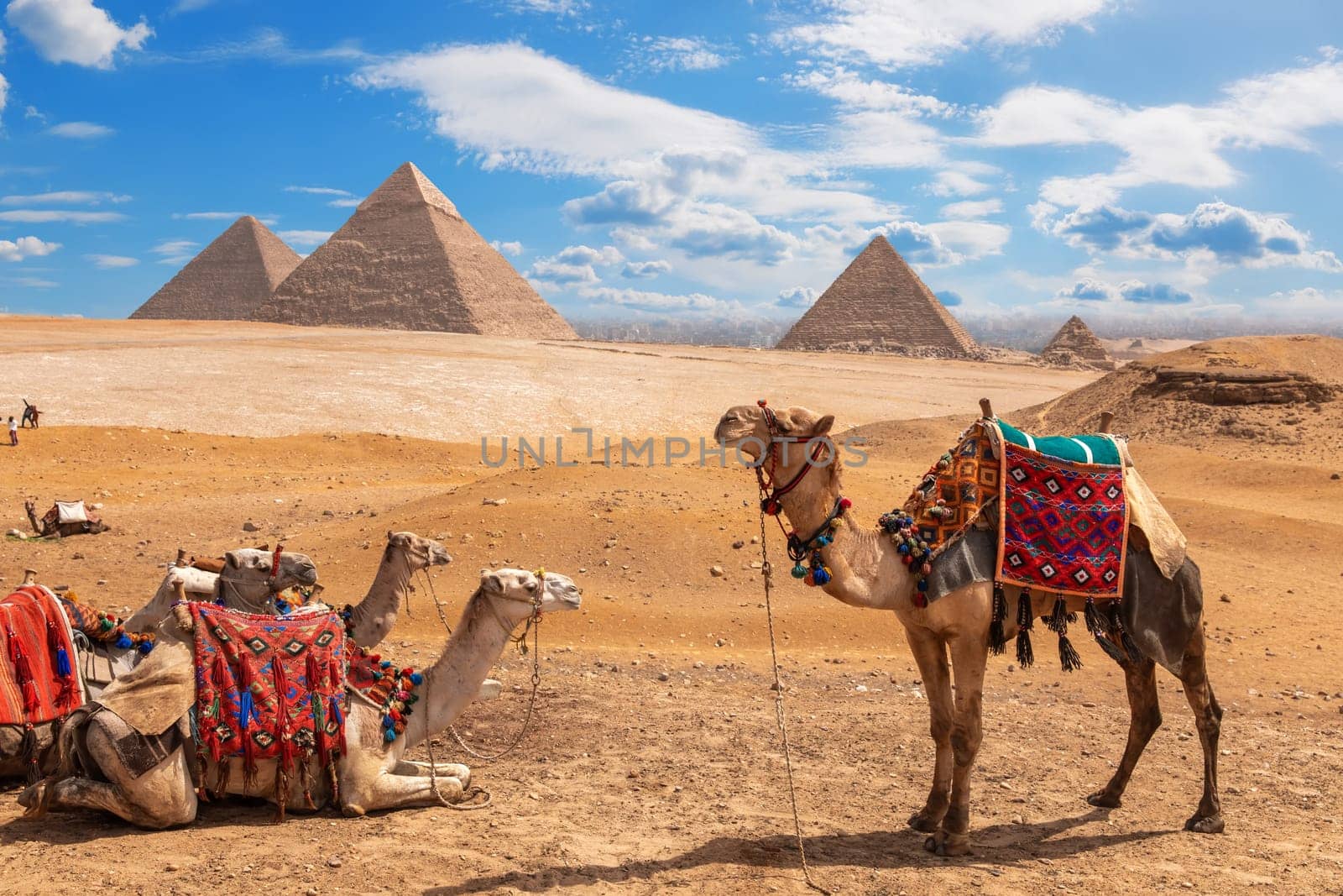 Camels on a halt near the three Pyramids of Giza.