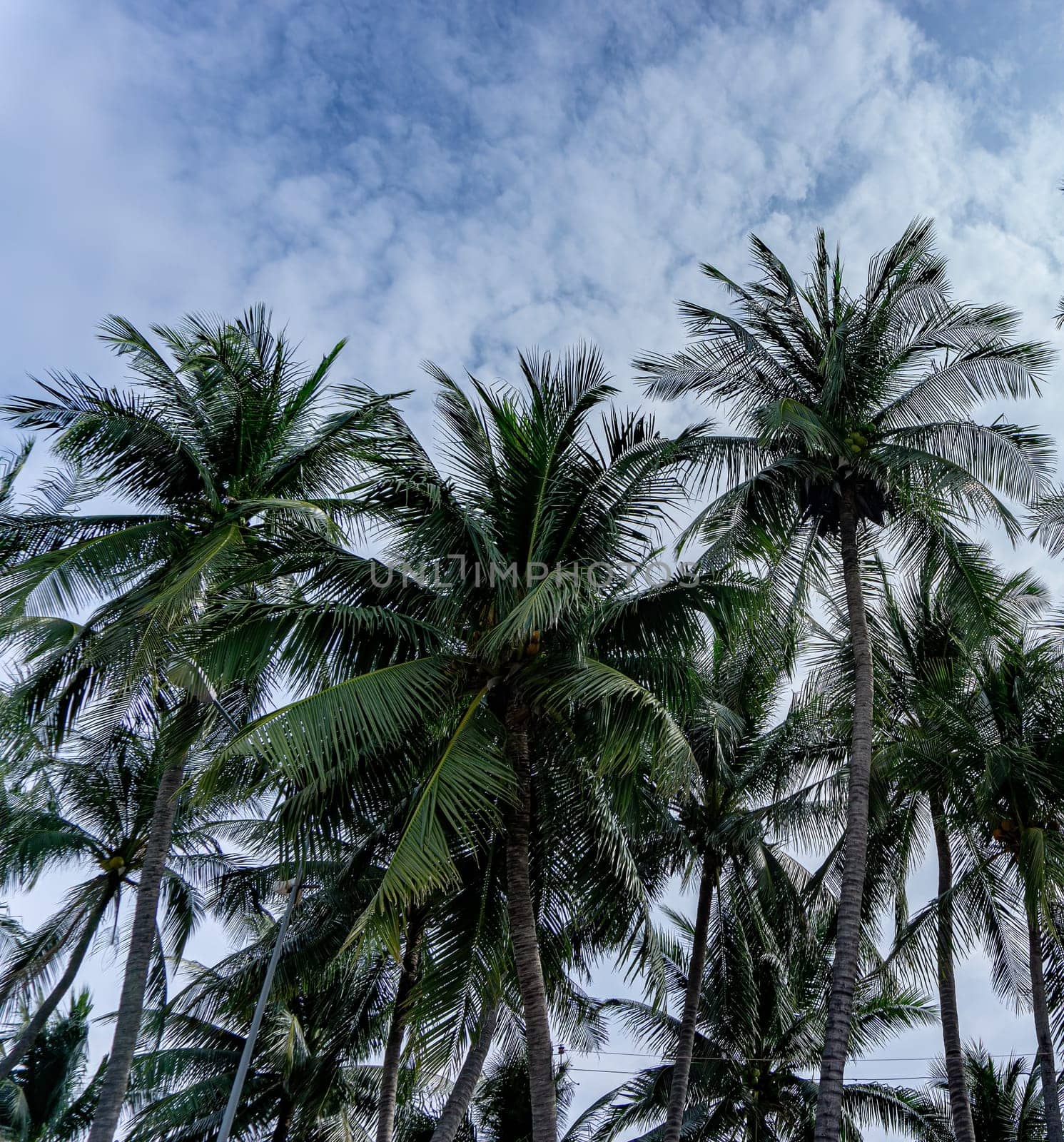 Tall coconut trees, Background a sky full of white clouds