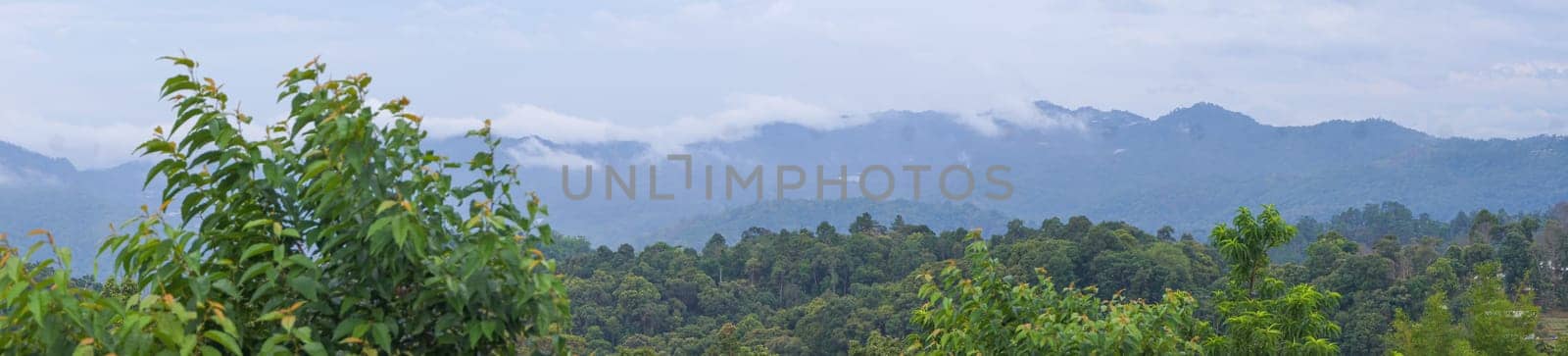 Panorama, Fog on the mountain behind the green forest