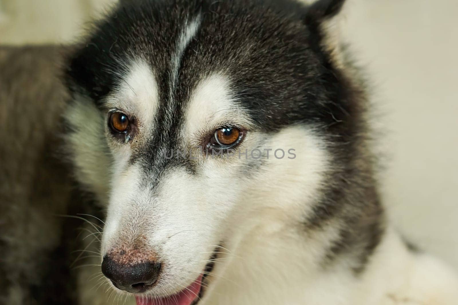 The head of the Siberian dog That was brought to the tropics.With black and white fur.Brown eyes.