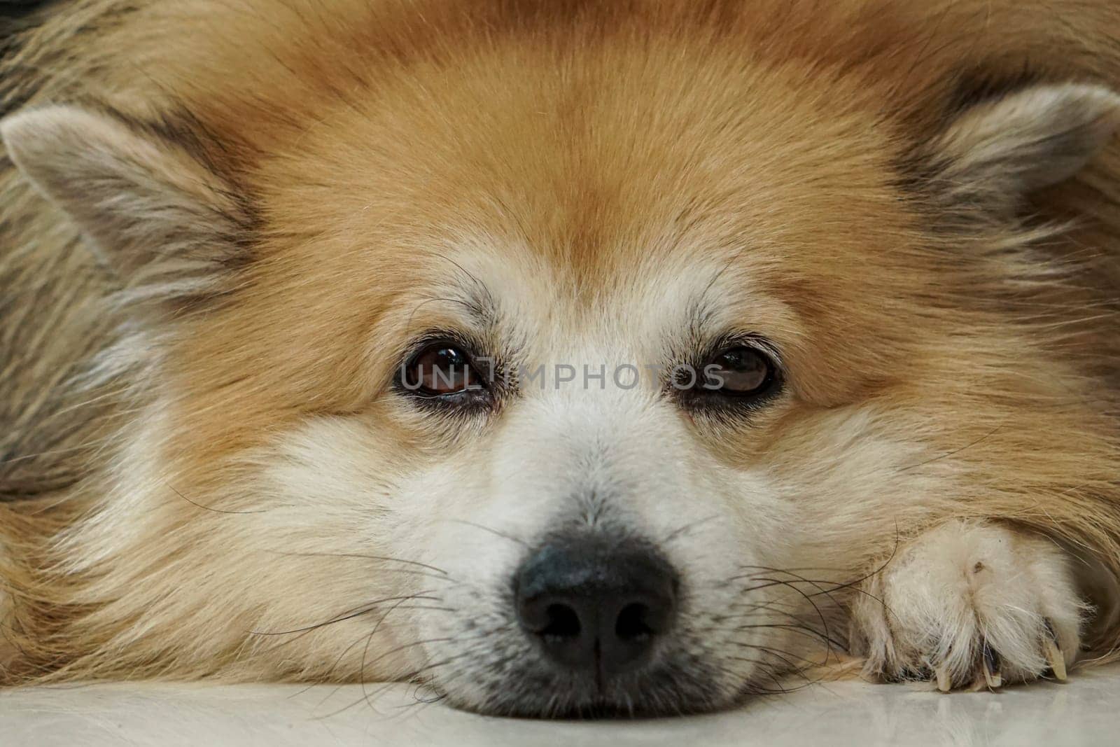 Brown fur dog It's lying down and looked at the front of it. Close up at the head