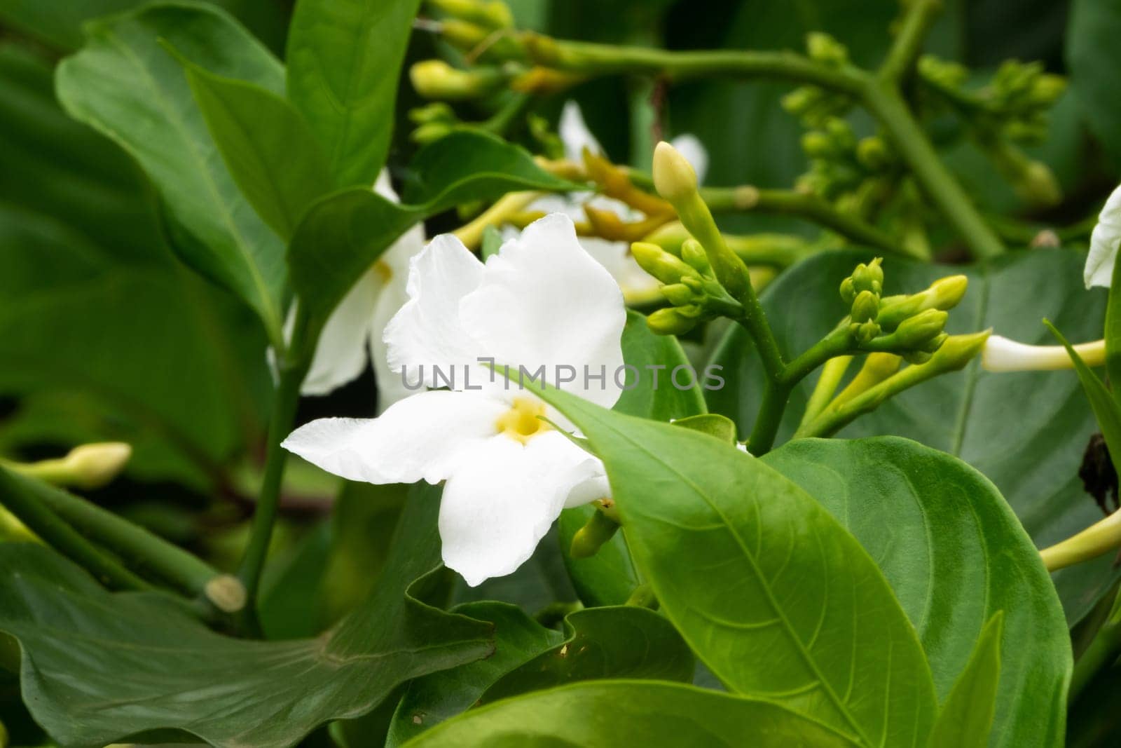 Jasmine Flower, close up of tropical scented flower with buds
