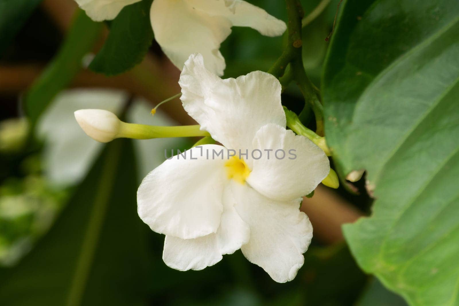 Jasmine Flower, close up of tropical scented flower with buds