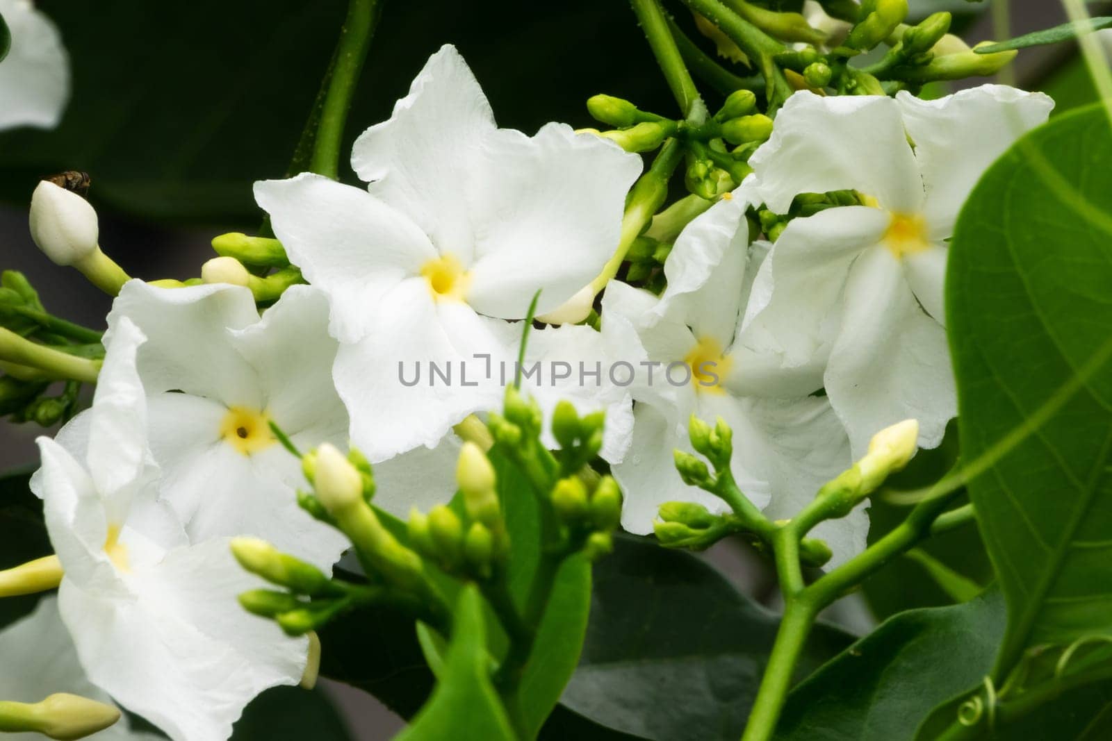 Jasmine Flower, close up of tropical scented flower with buds