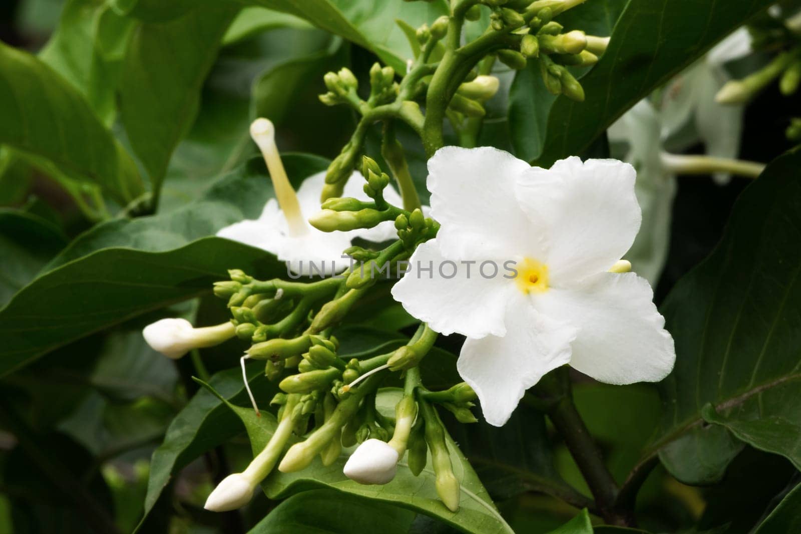 Jasmine Flower, close up of tropical scented flower with buds