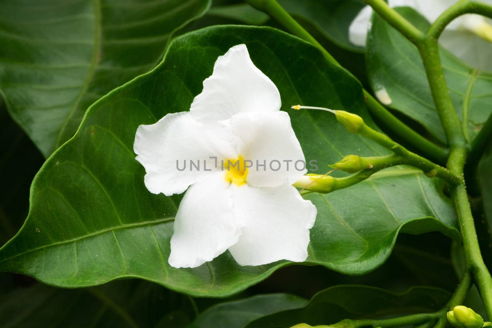 Jasmine Flower, close up of tropical scented flower with buds