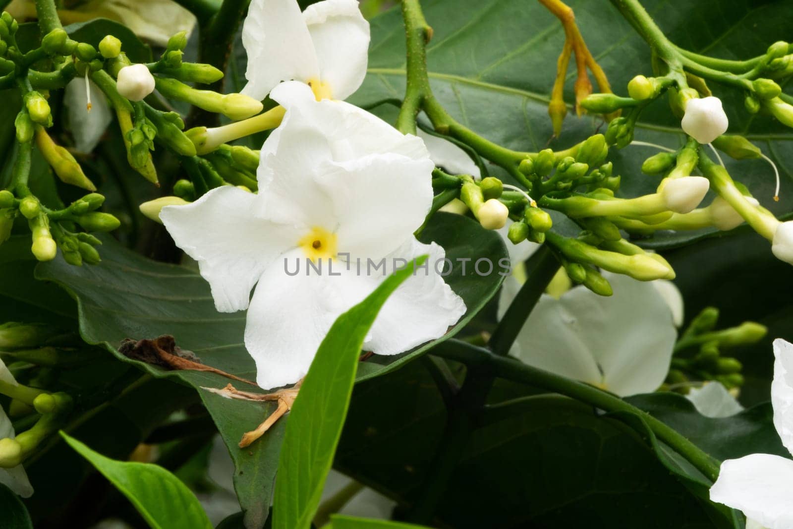 Jasmine Flower, close up of tropical scented flower with buds