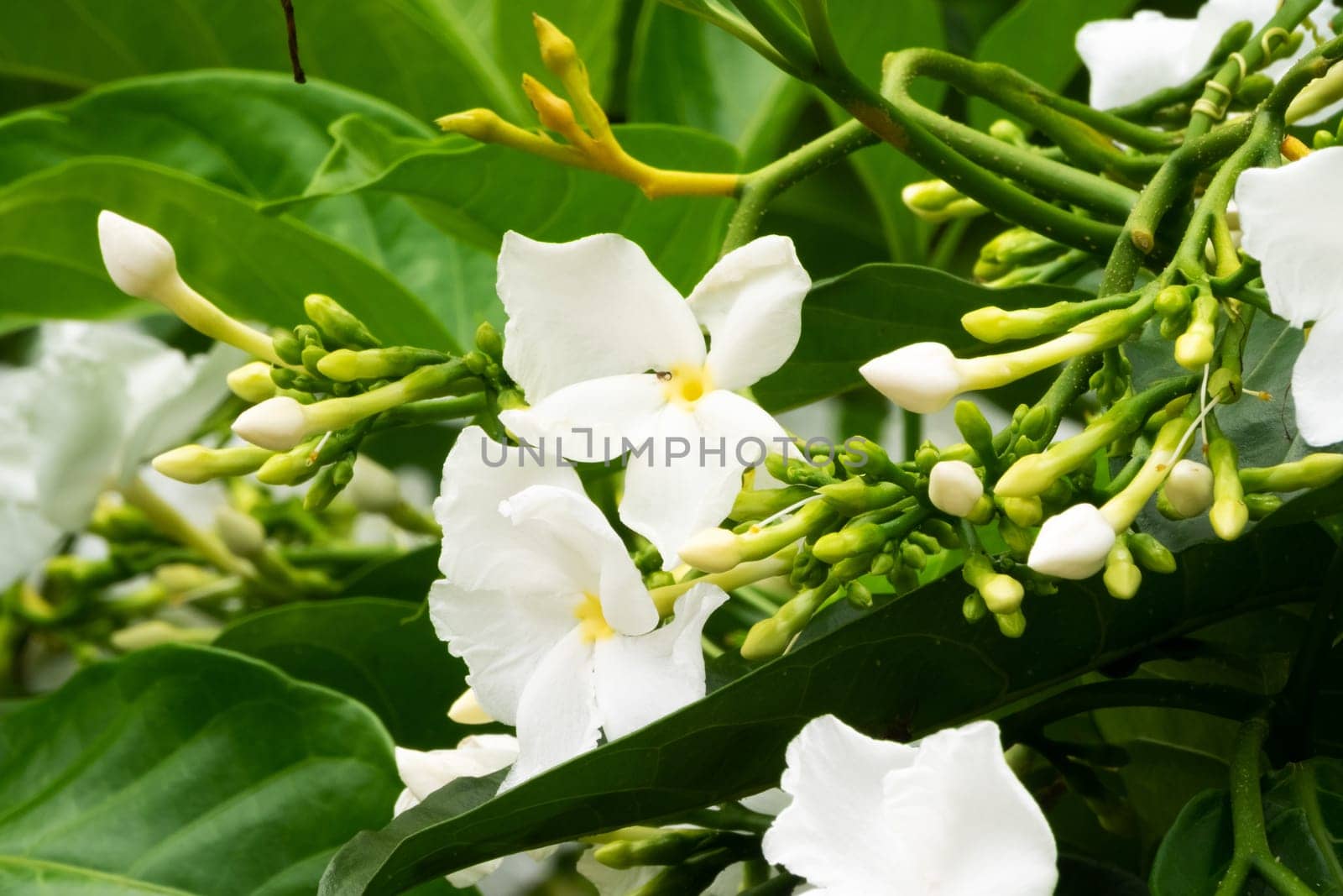 Jasmine Flower, close up of tropical scented flower with buds