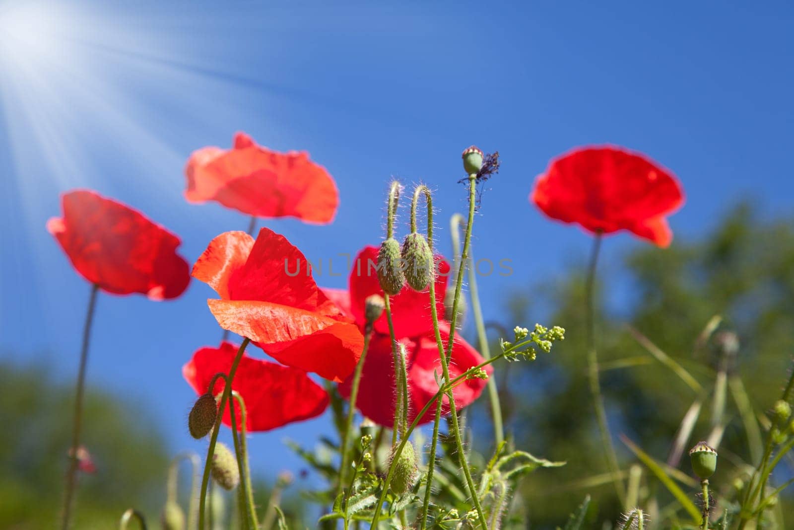 red poppy flowers in a field