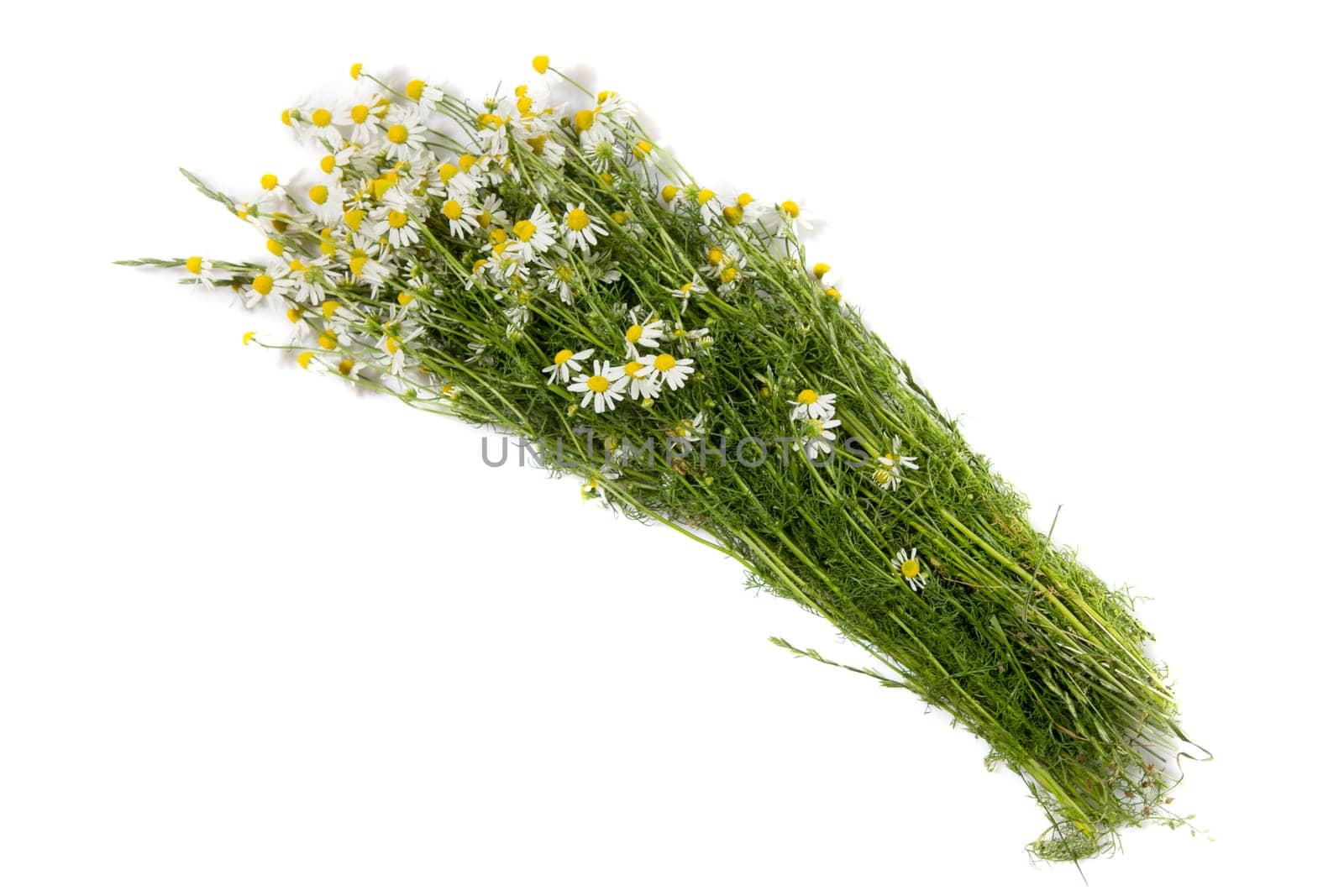 Bouquet of Freshly Picked Camomile Flowers On Yellow Background