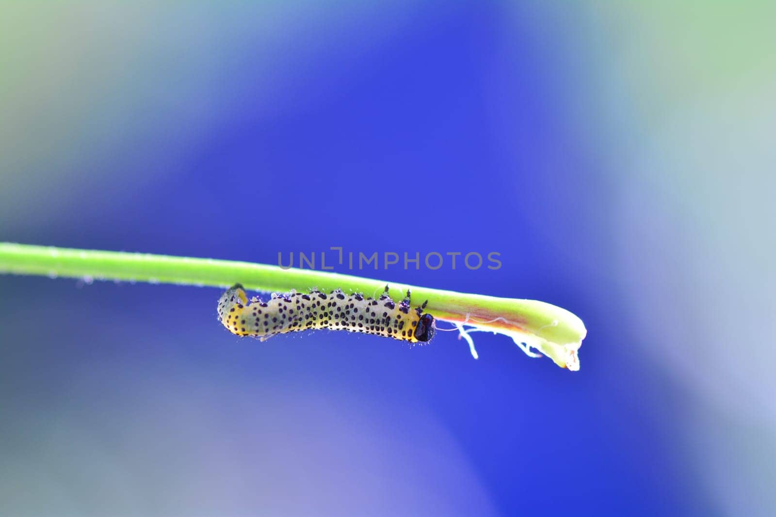 Caterpillar - Sawfly - Broadfooted birch leaf wasp   (   Croesus septentrionalis   ) on grass with blue background and many copy space