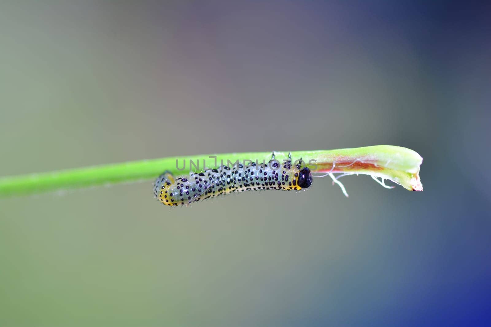 One Caterpillar - Sawfly -  Broadfooted birch leaf wasp   (   Croesus septentrionalis   ) on plant with many copy space