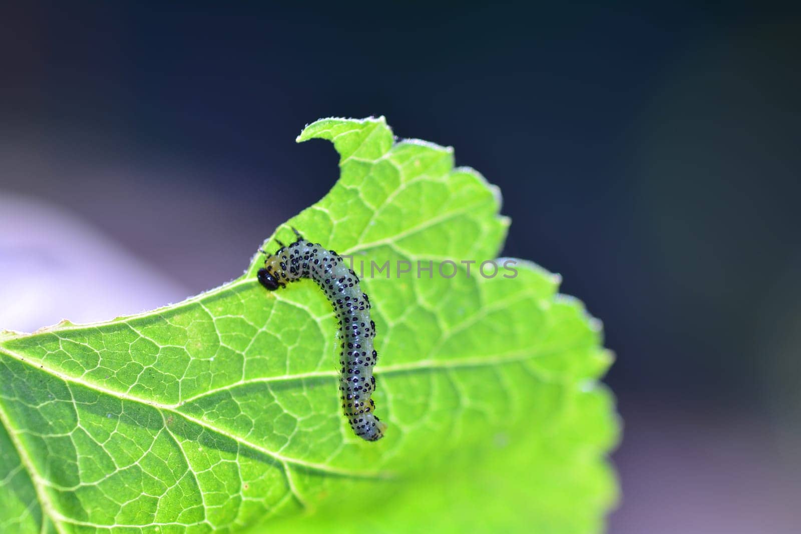 Caterpillar - Sawfly - - Broadfooted birch leaf wasp   (   Croesus septentrionalis  on green leaf mit many copy space