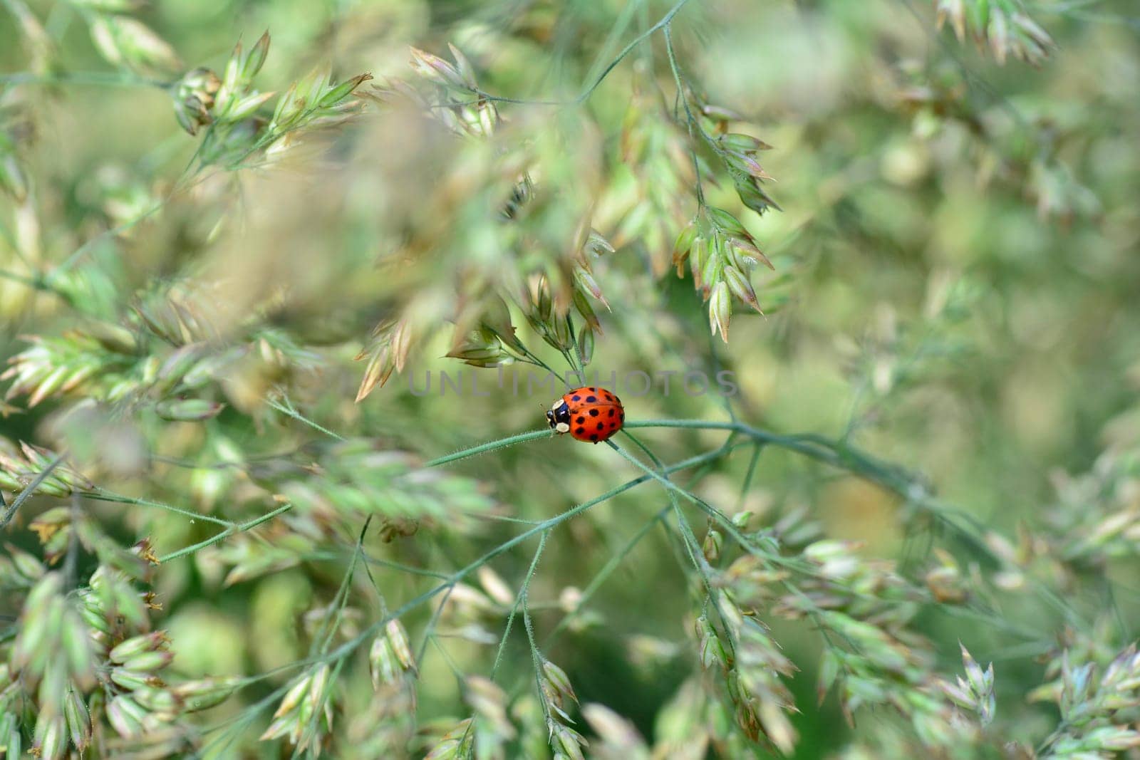 One red ladybird on plant in  nature  with  copy space