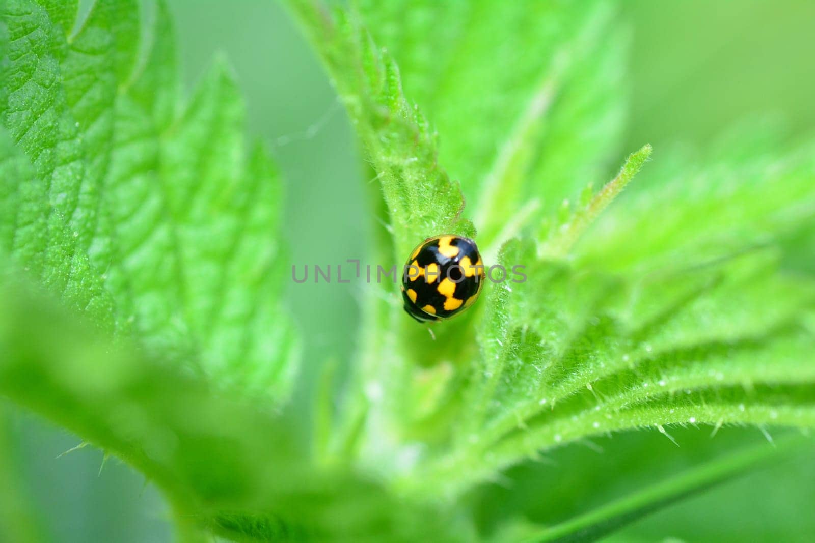 Yellow Ladybird with black  template  on plant in green nature with copy space